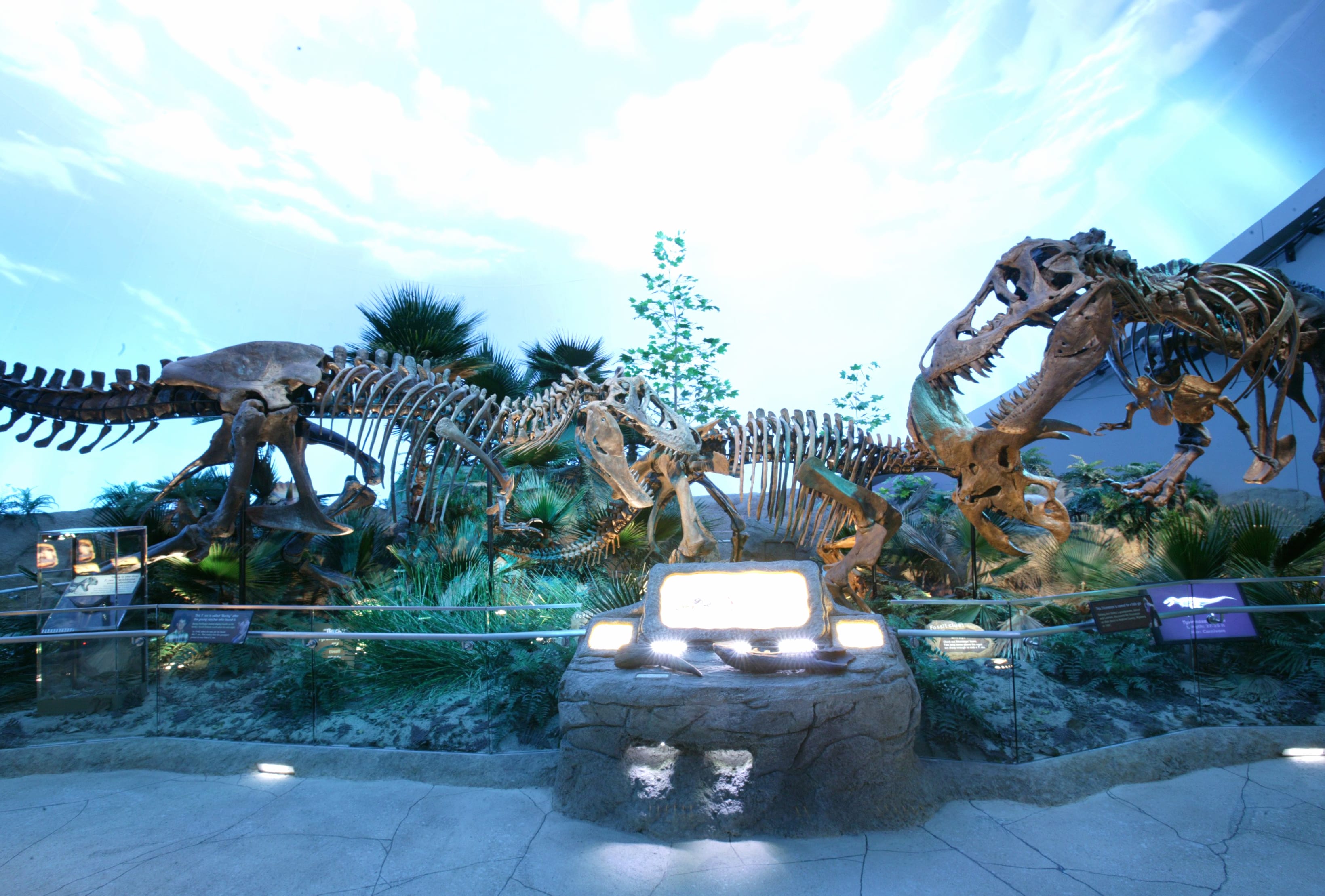 Dinosaur Skeleton Fossil wallpapers HD Dinosaur Skeleton Fossil wallpapers HD quality
