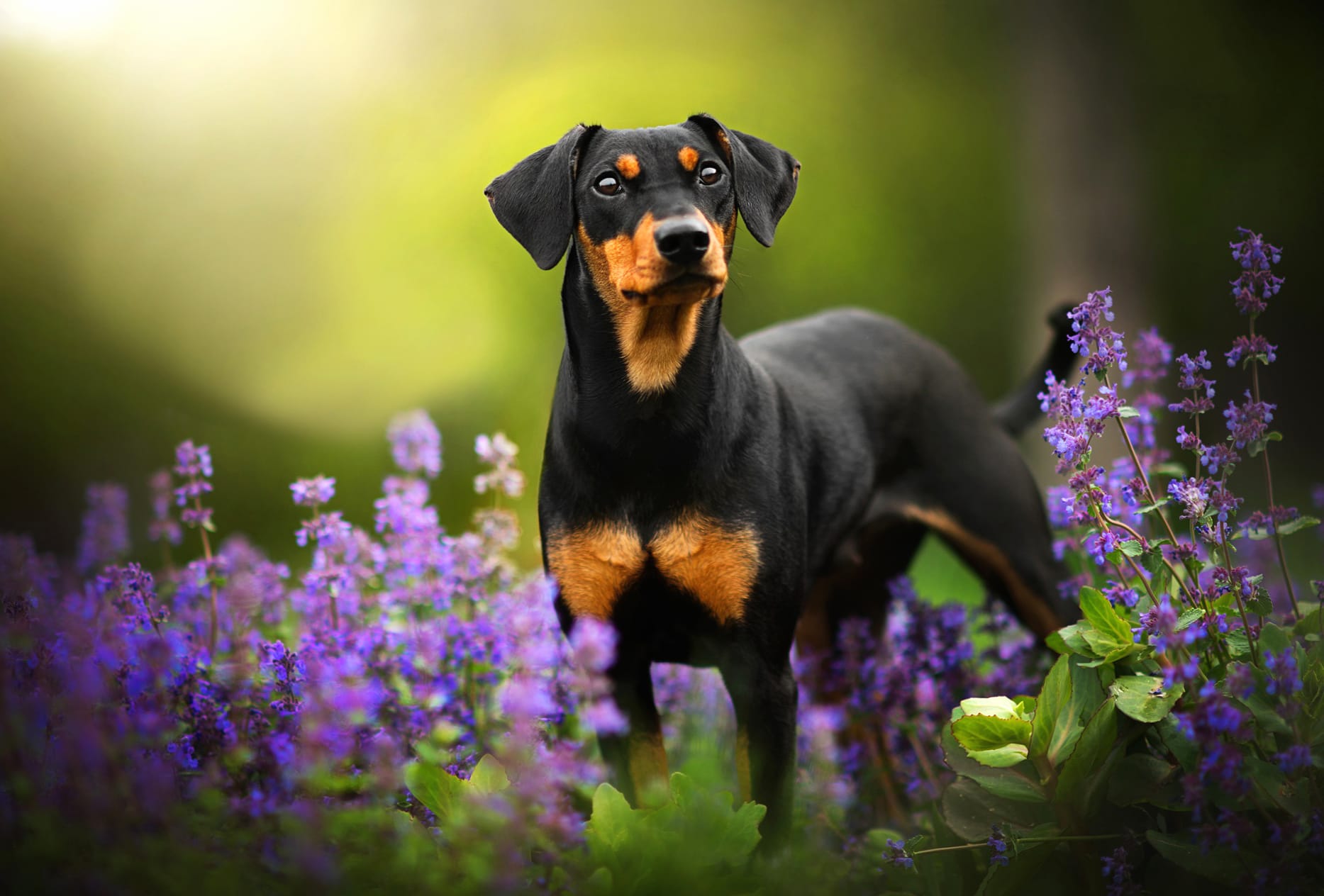 Doberman Puppy Amid Flowers wallpapers HD quality