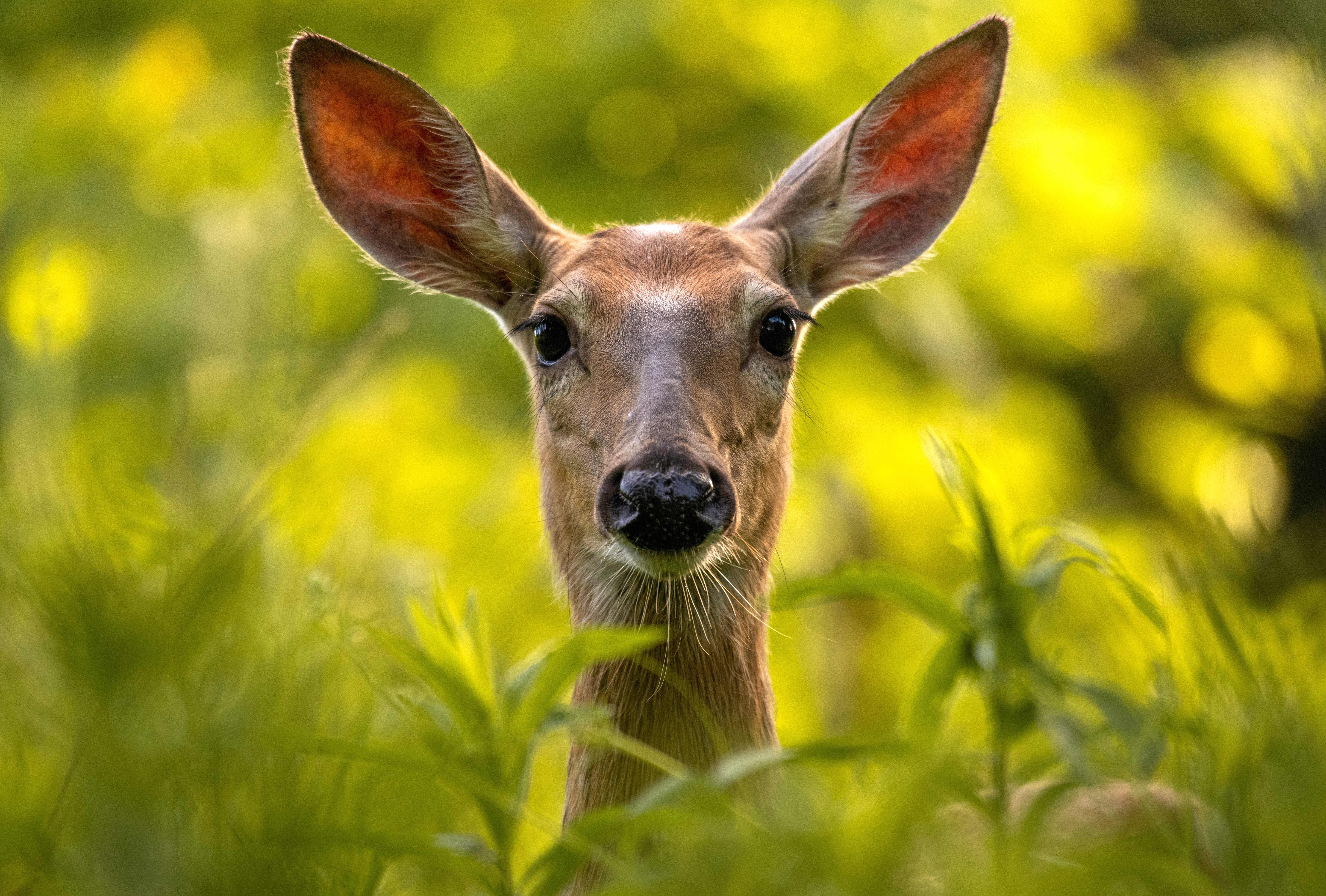 Doe Animal Deer 8k Ultra at 1024 x 1024 iPad size wallpapers HD quality