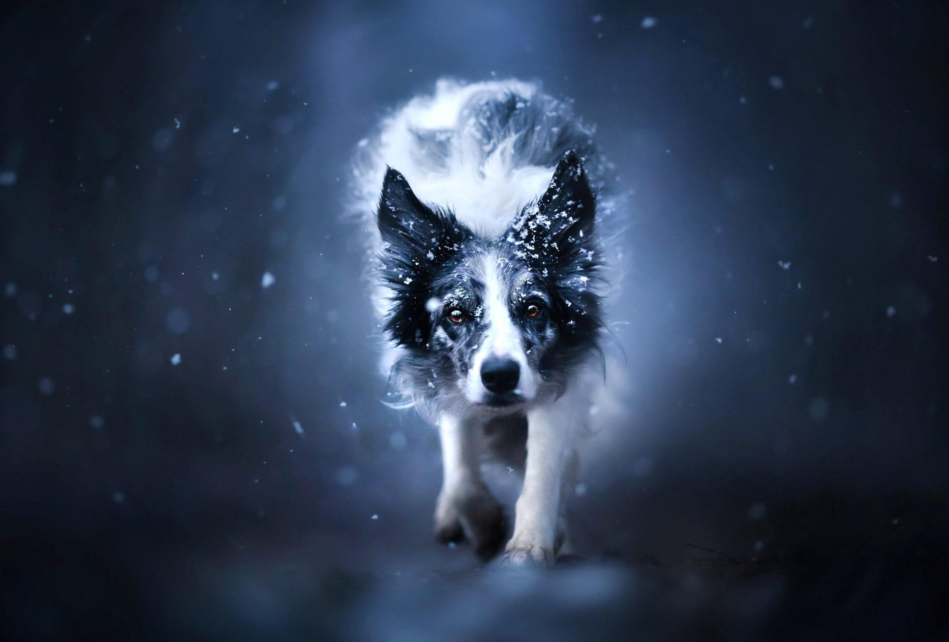 Dog Animal Border Collie wallpapers HD quality