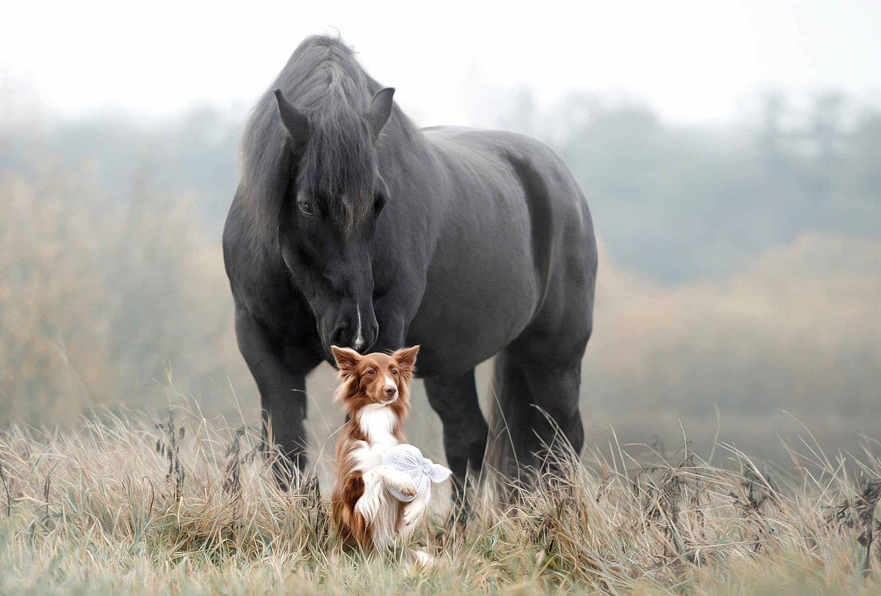 Dog Animal Horse wallpapers HD quality