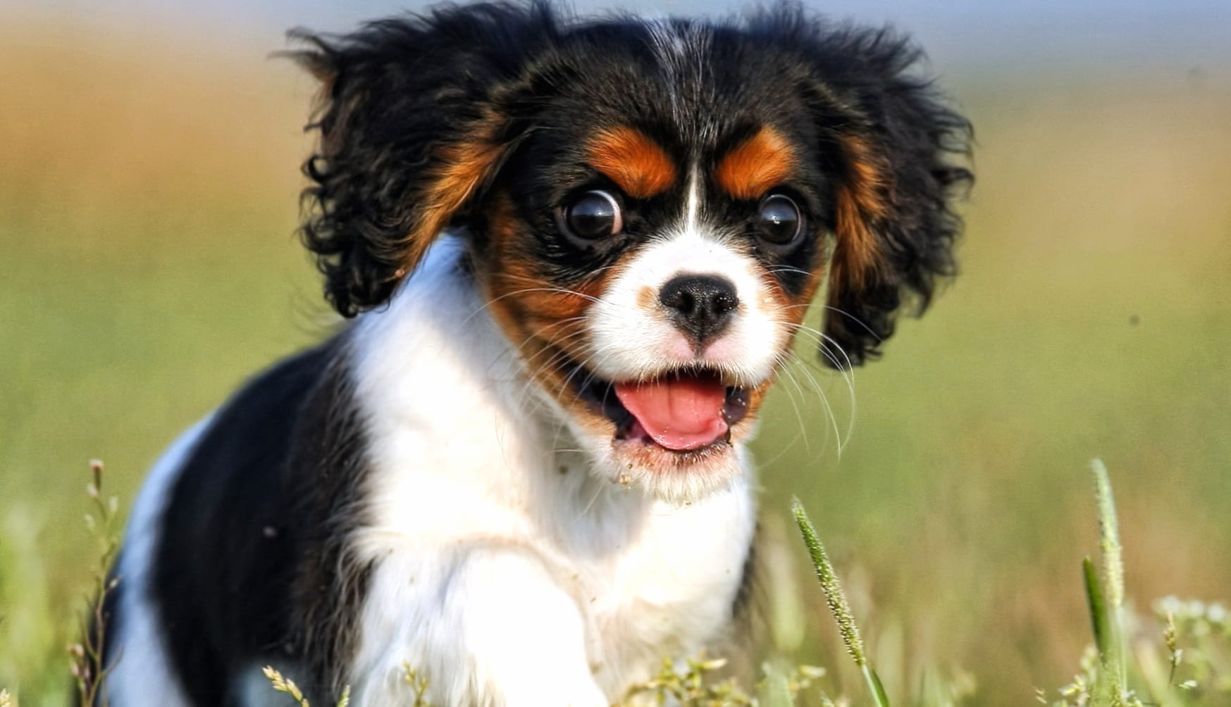 Dog Puppy Cavalier King Charles Spaniel wallpapers HD quality