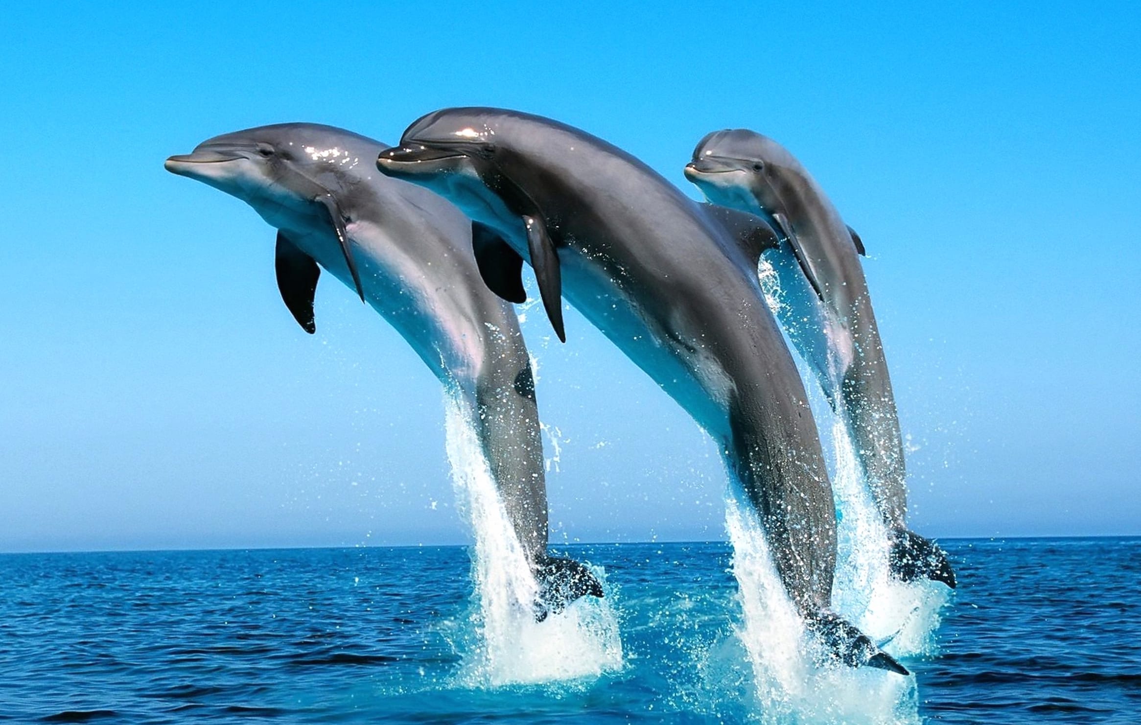 Dolphin Trio wallpapers HD quality