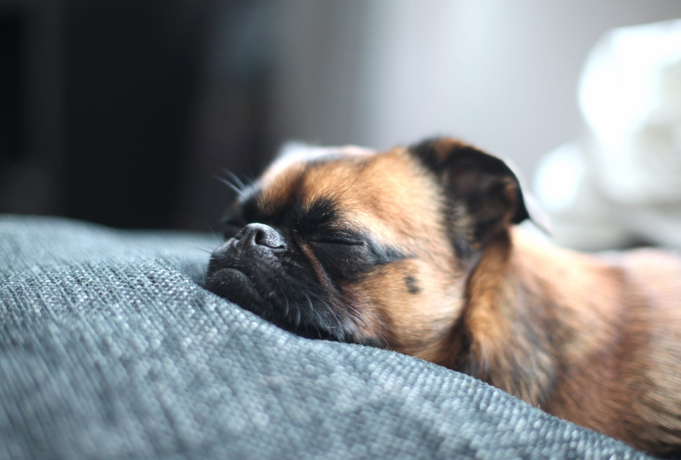 Dreaming Pug wallpapers HD Dreaming Pug wallpapers HD quality