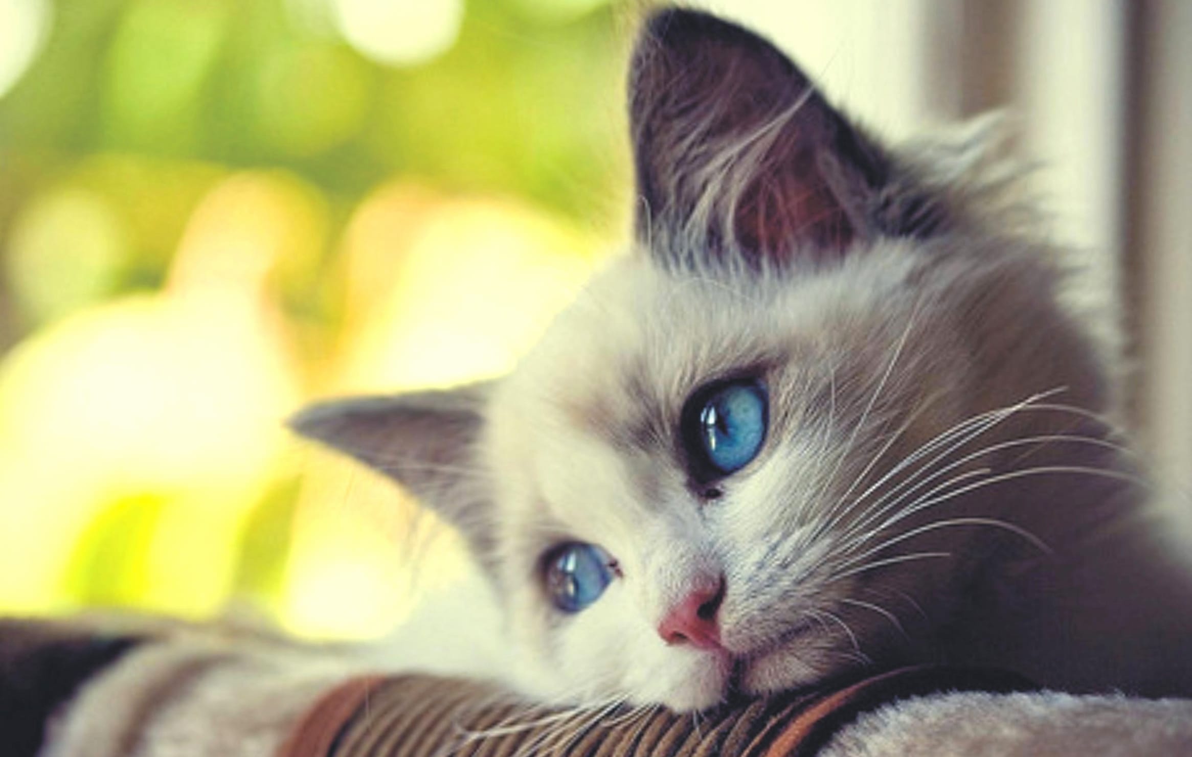 Dreamy Blue-Eyed Cat - wallpapers HD quality