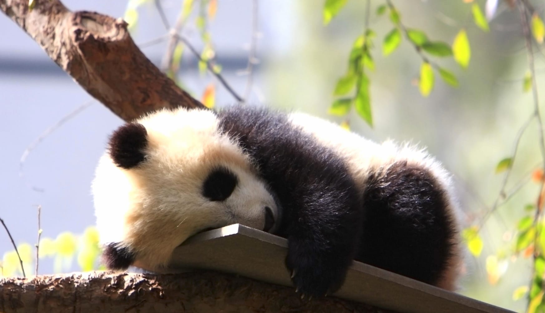 Dreamy Panda Slumber at 1024 x 768 size wallpapers HD quality