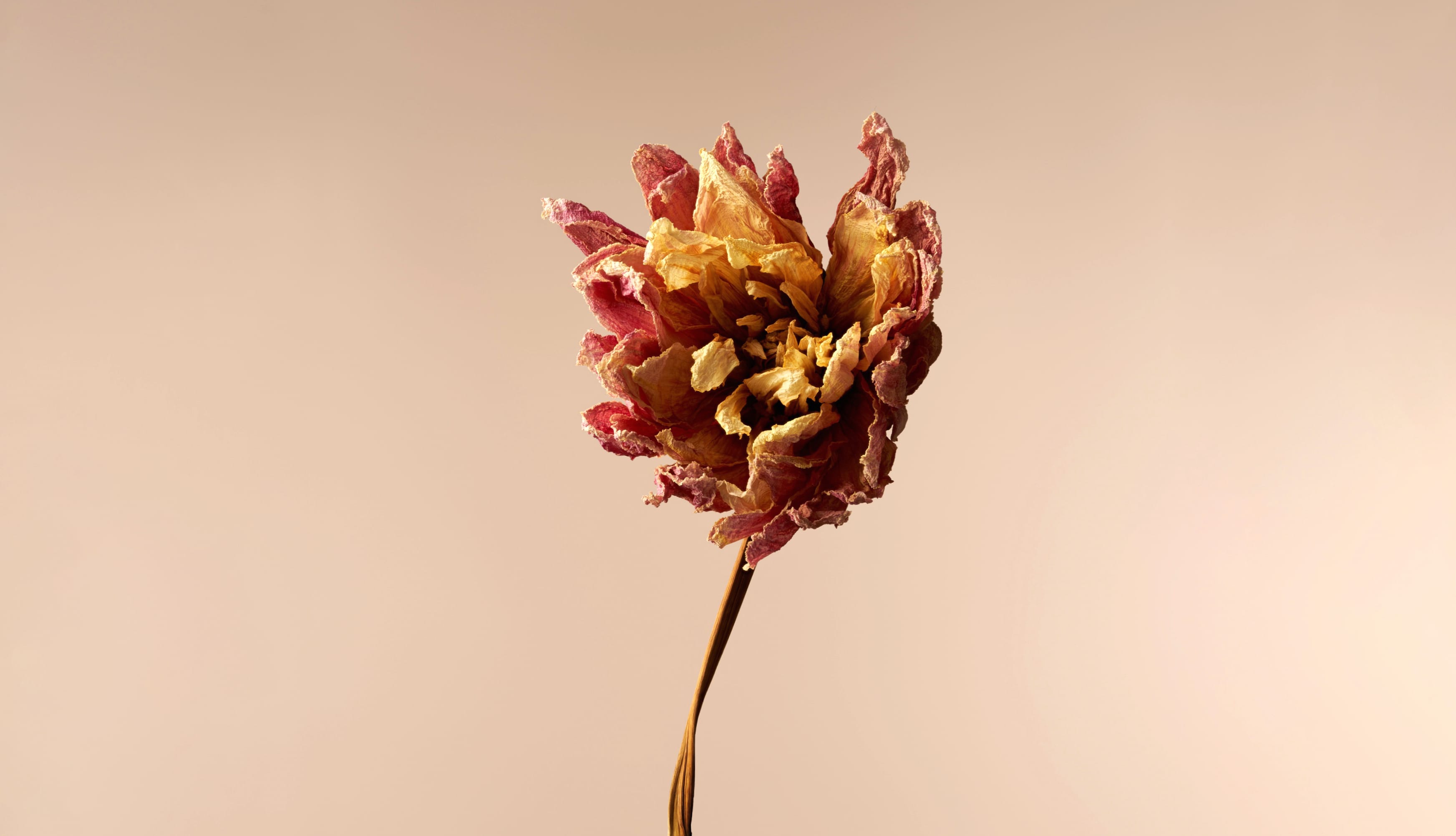 Dried Dahlia flower at 640 x 1136 iPhone 5 size wallpapers HD quality