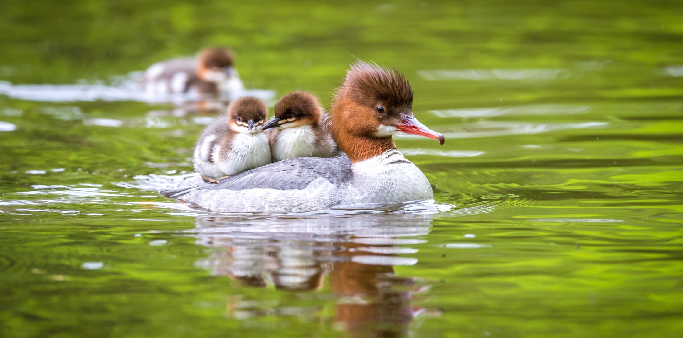 Duckling Baby Animal Common Merganser Animal Duck wallpapers HD quality