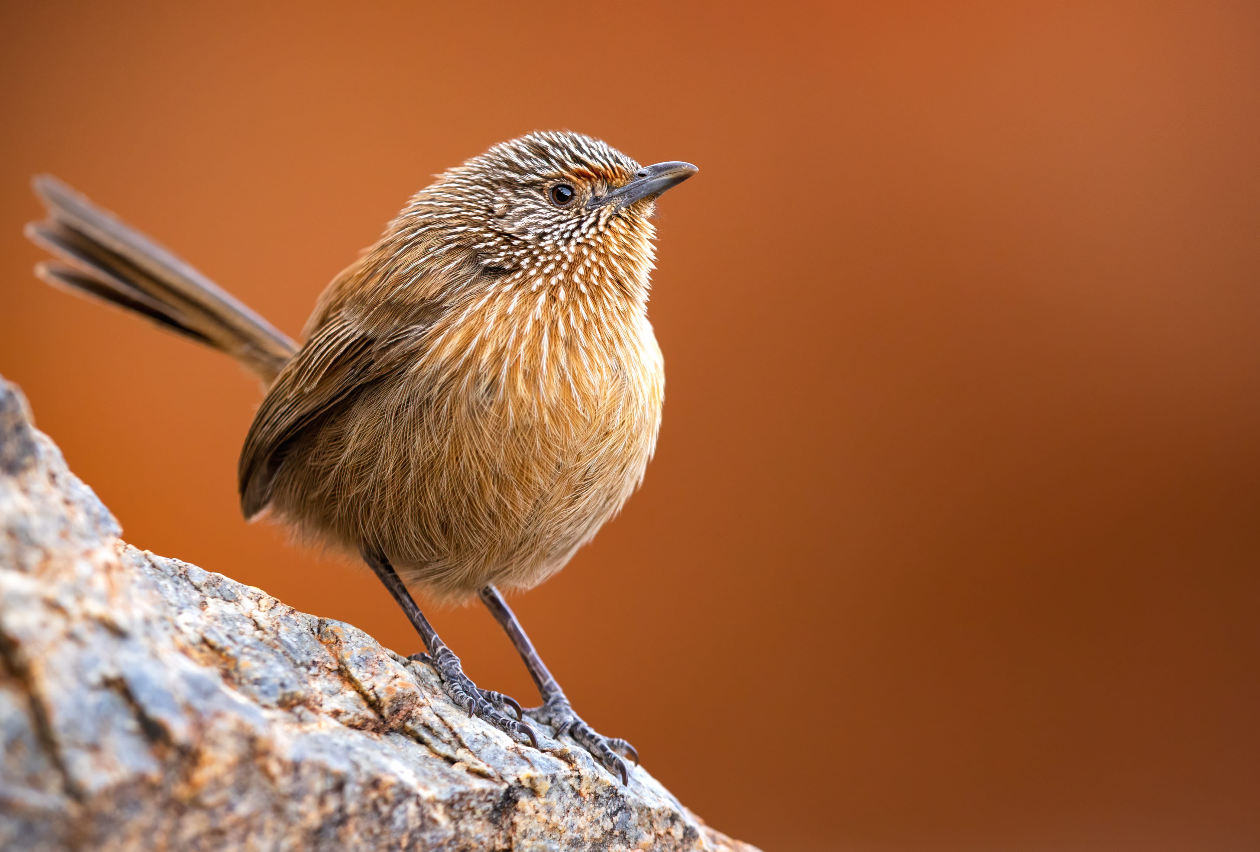 Dusky Grasswren Animal Wren at 1600 x 900 HD size wallpapers HD quality