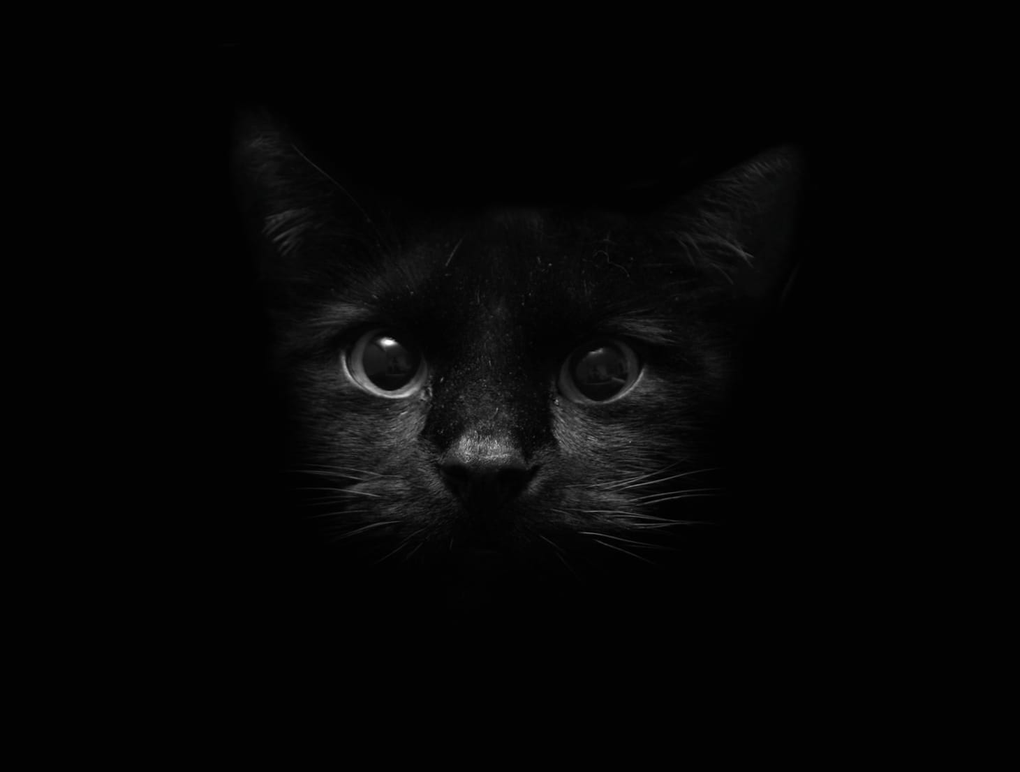 Elegant Black Cat at 1024 x 1024 iPad size wallpapers HD quality