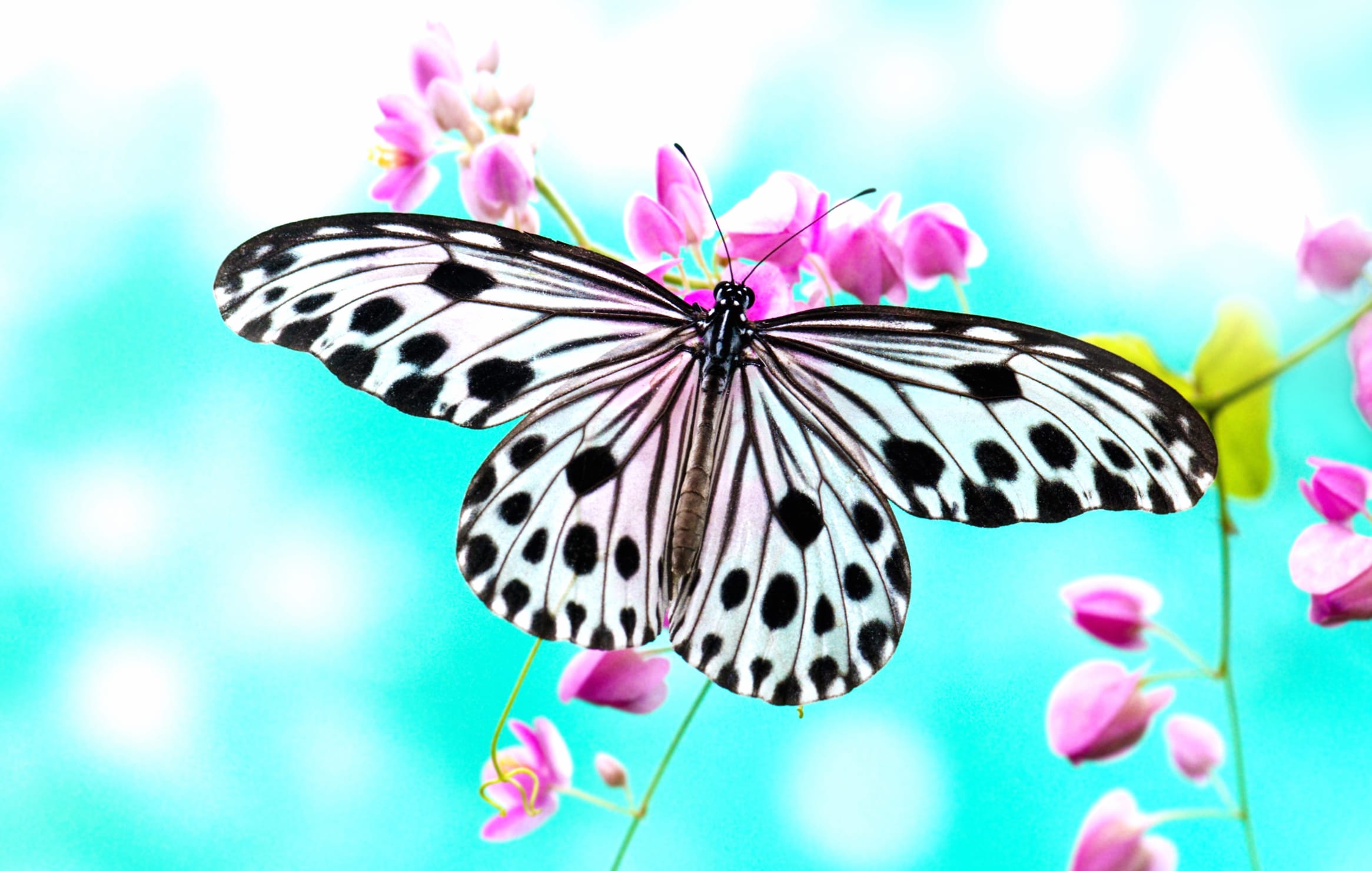 Elegant Butterfly Bliss at 2048 x 2048 iPad size wallpapers HD quality