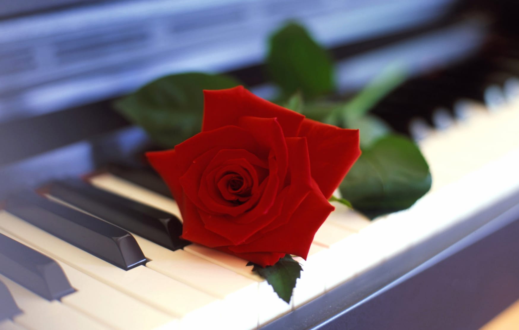 Elegant Harmony of a Rose on a Piano wallpapers HD quality