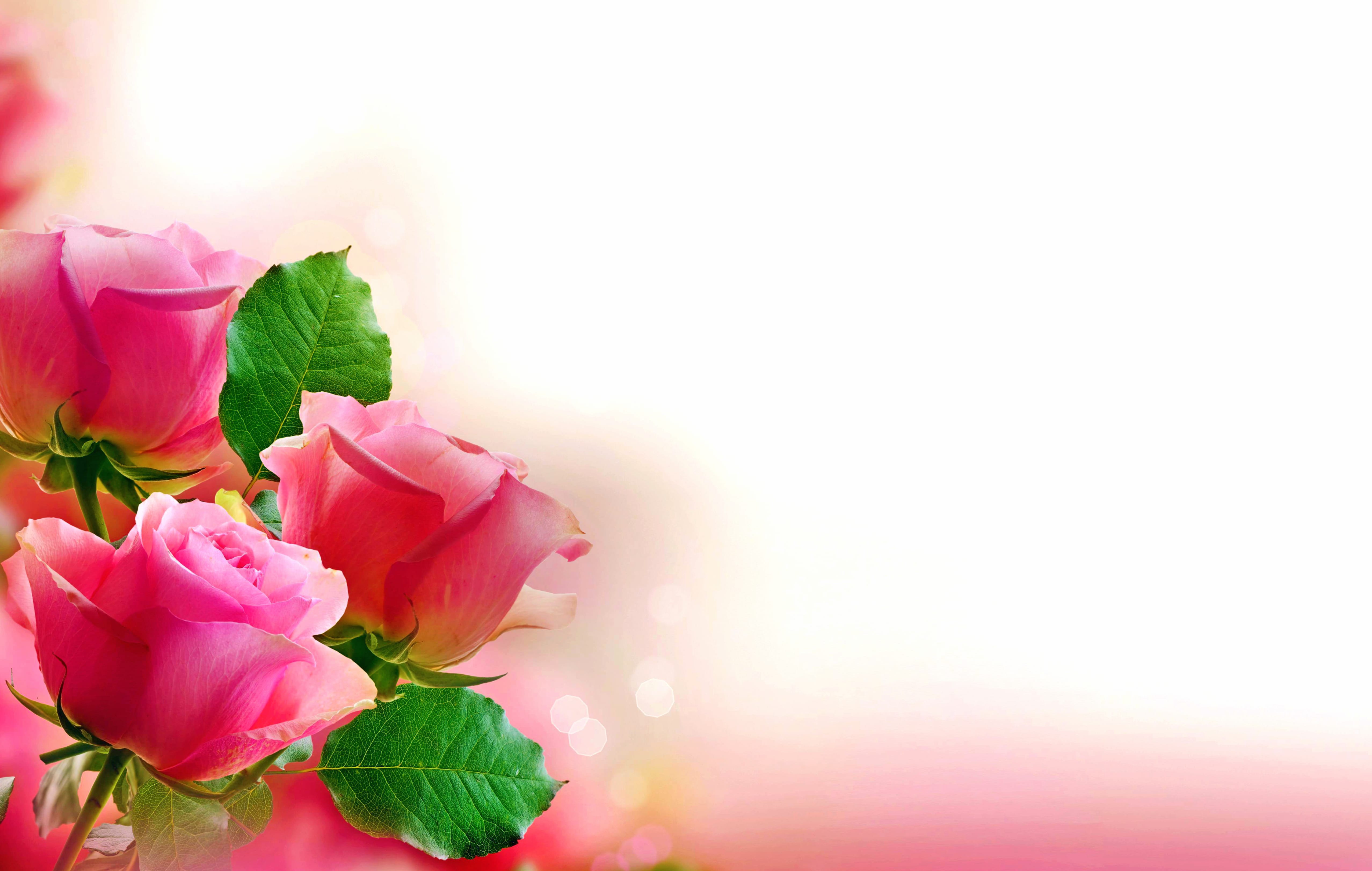 Elegant Pastel Pink Roses - at 640 x 960 iPhone 4 size wallpapers HD quality