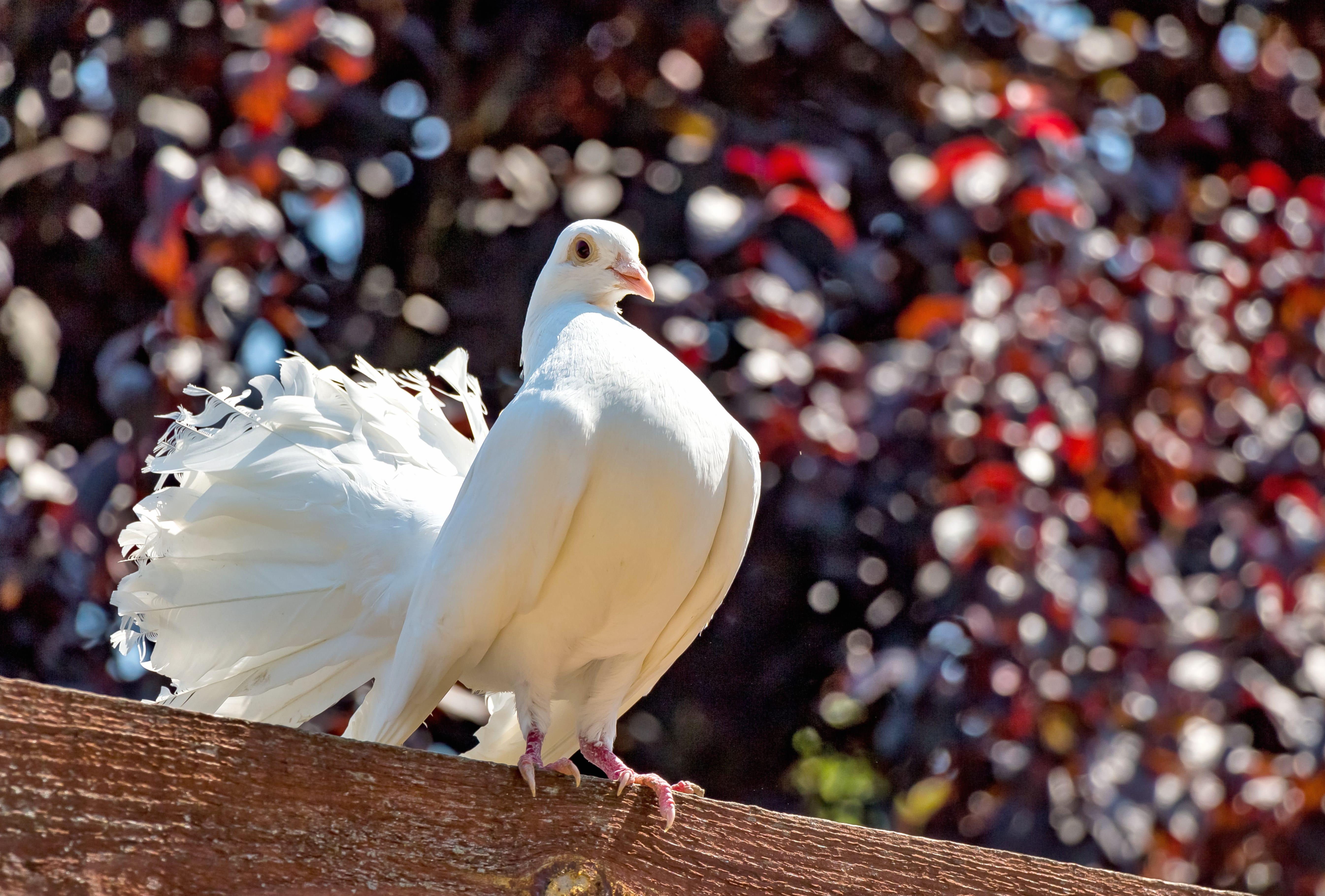 Elegant Pigeon - wallpapers HD quality