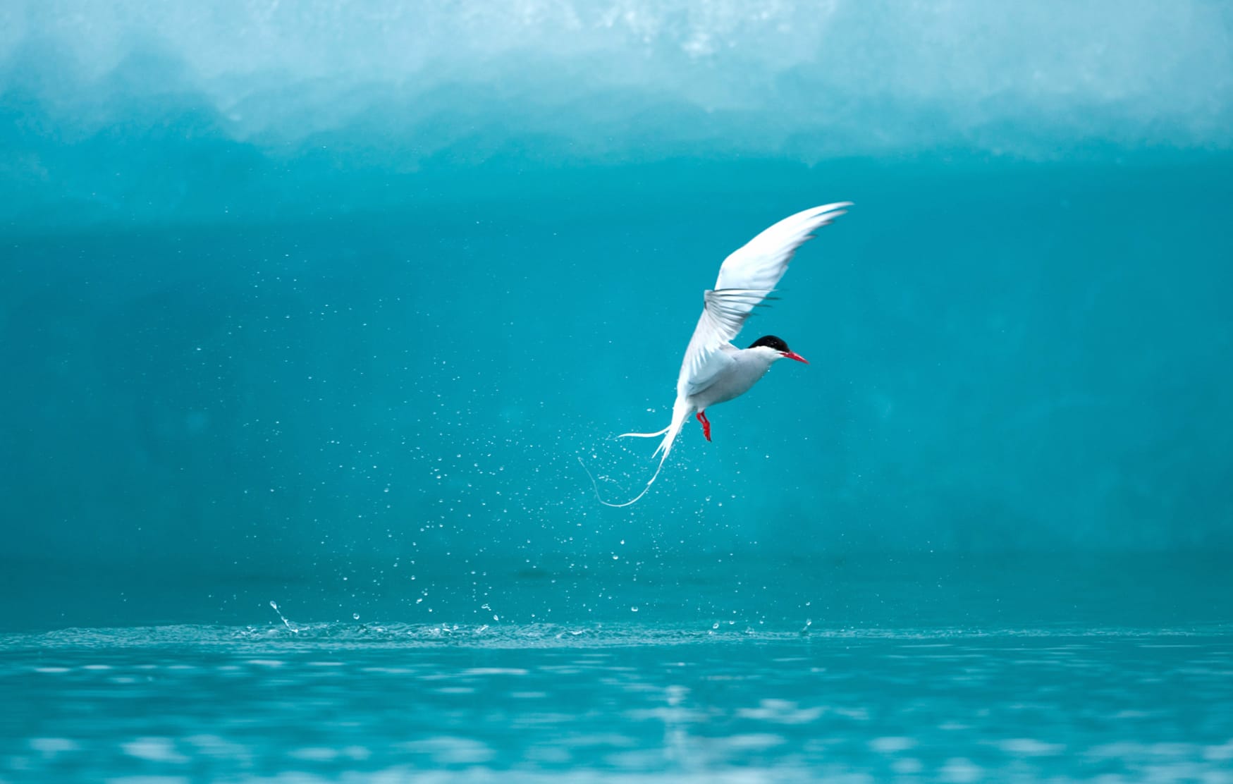 Elegant Tern in Water - Stunning wallpapers HD quality