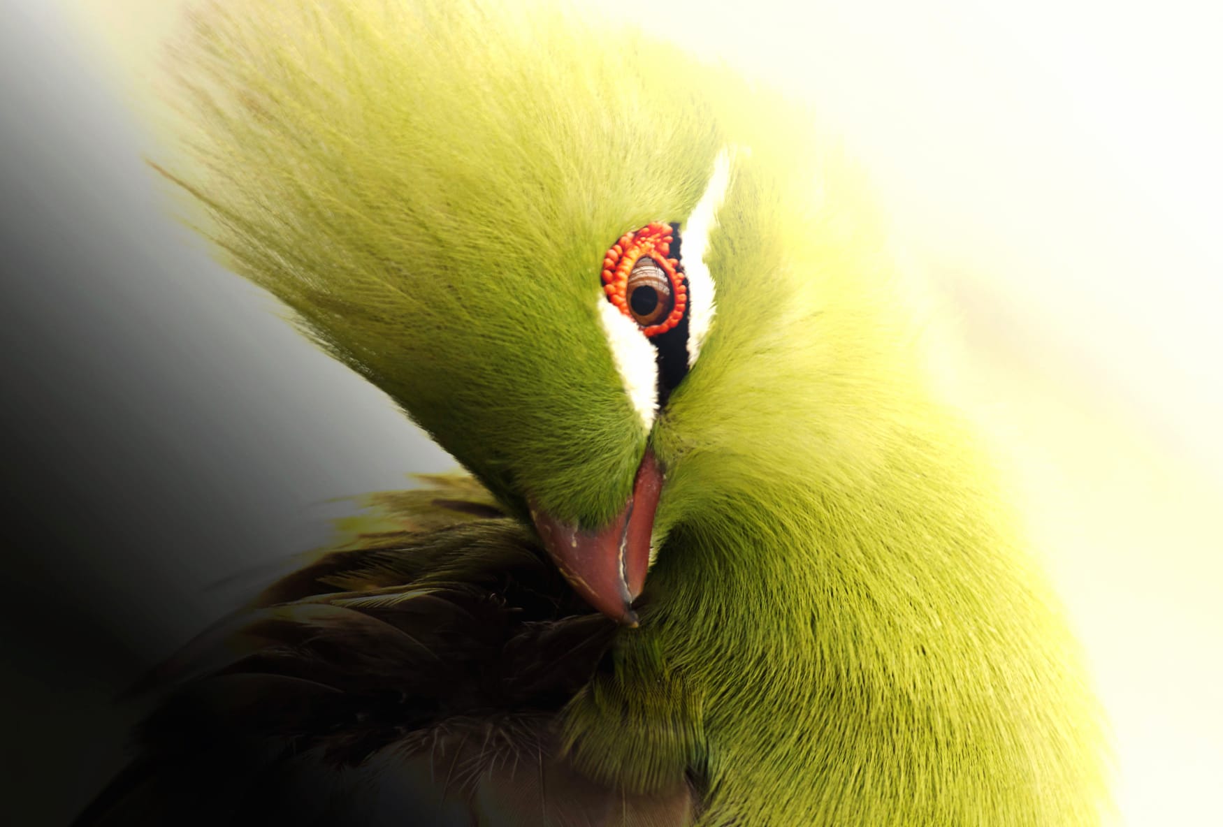 Elegant Turaco at 2048 x 2048 iPad size wallpapers HD quality