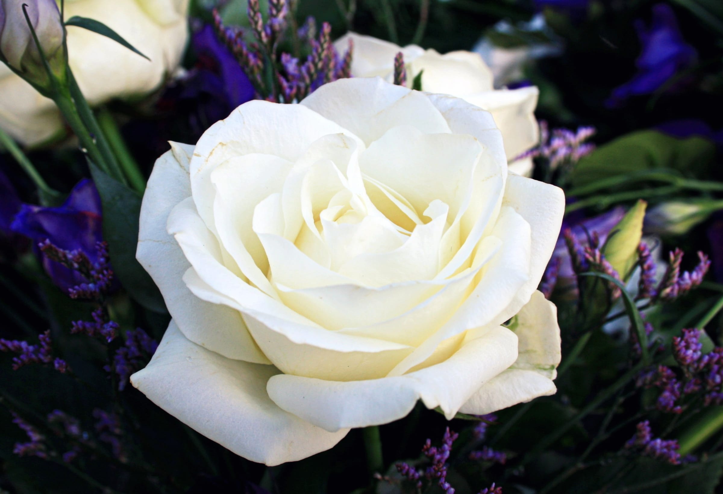 Elegant White Rose for Nature Lovers at 1024 x 768 size wallpapers HD quality