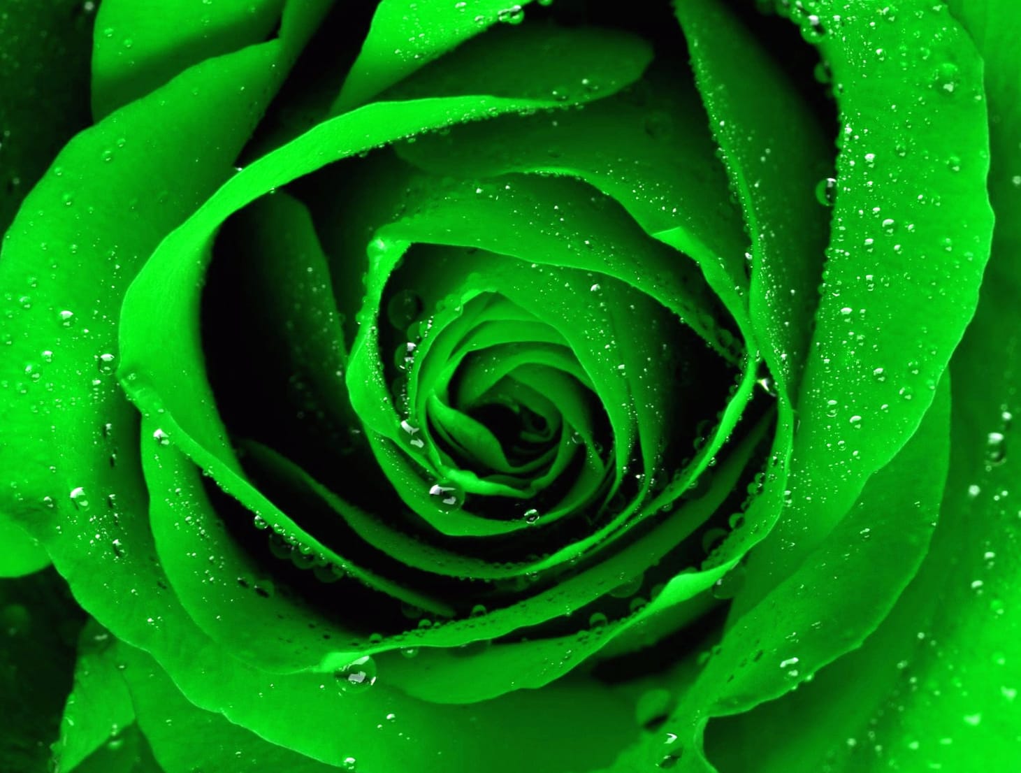 Emerald Rose wallpapers HD quality