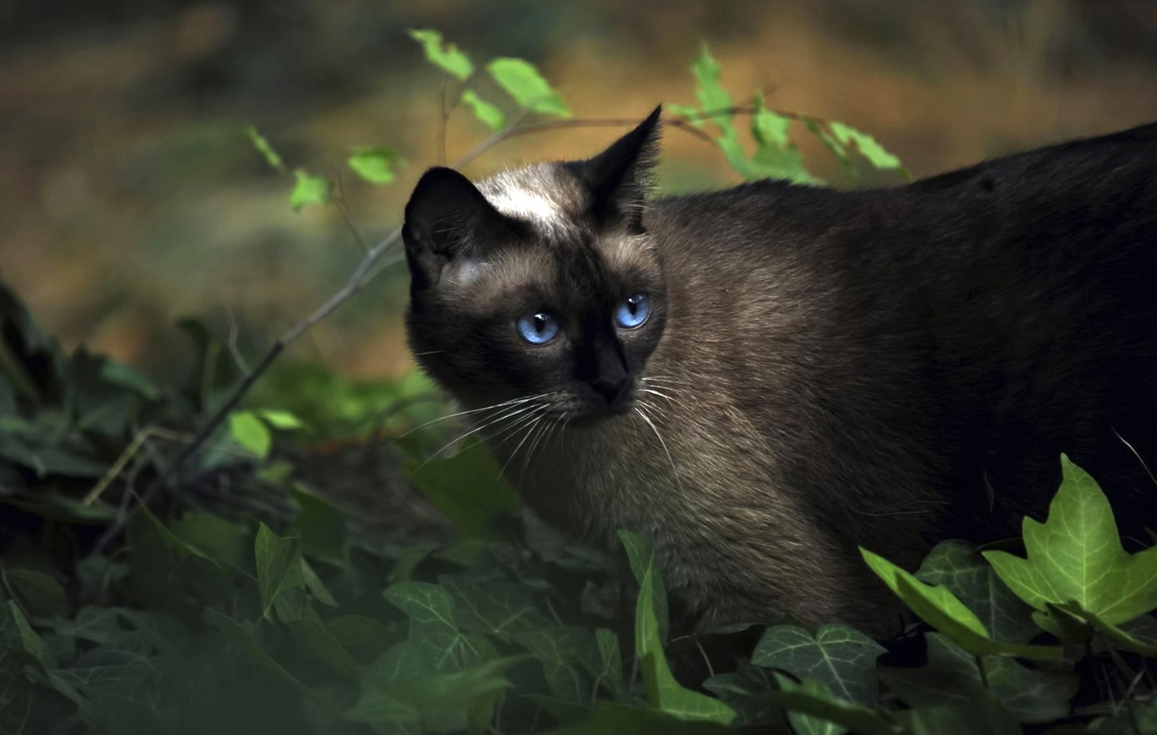 Enchanted Blue-Eyed Cat in Nature - wallpapers HD Enchanted Blue-Eyed Cat in Nature - wallpapers HD quality
