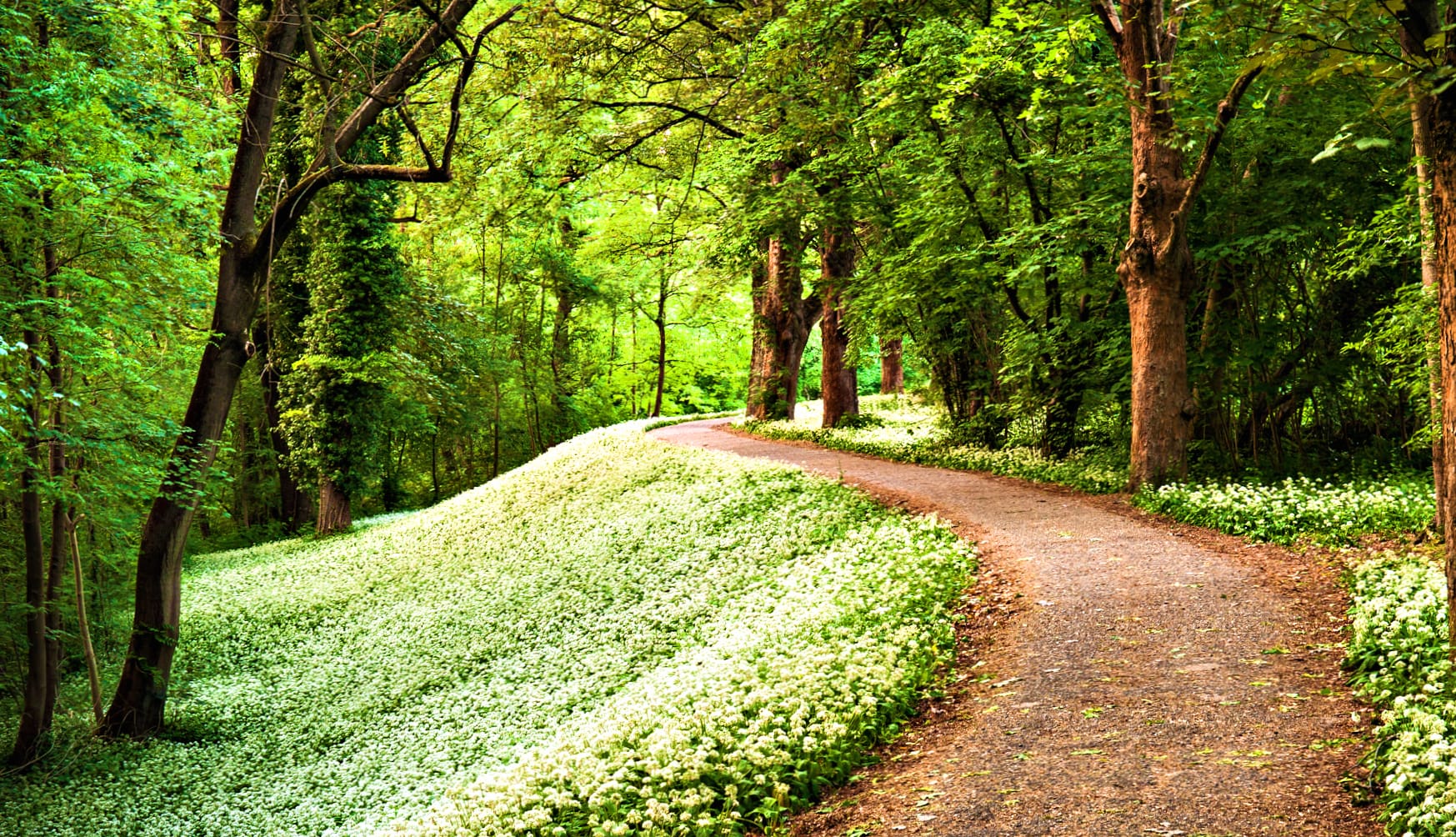 Enchanted Floral Path wallpapers HD quality