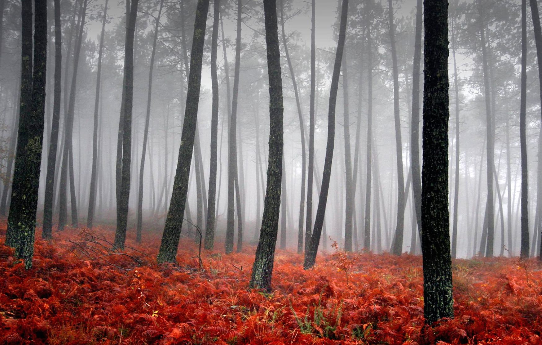 Enchanted Forest Fog - at 640 x 1136 iPhone 5 size wallpapers HD quality