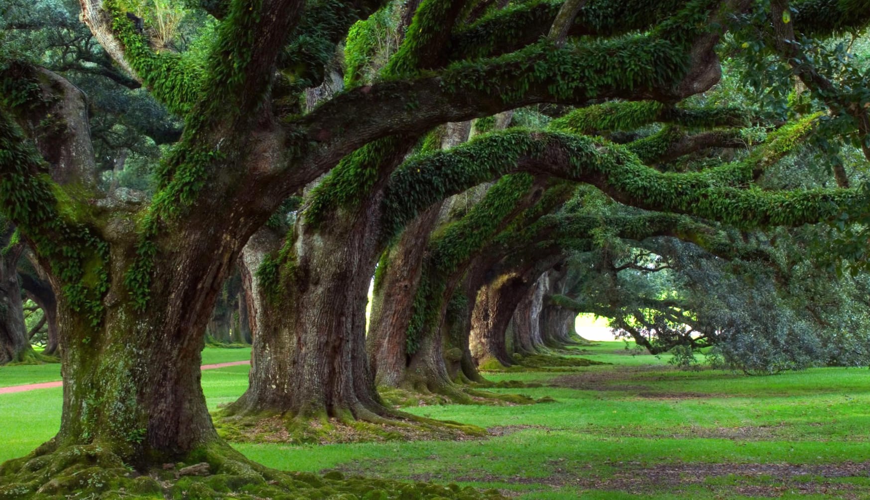 Enchanted Park Moss-Covered Trees wallpapers HD quality