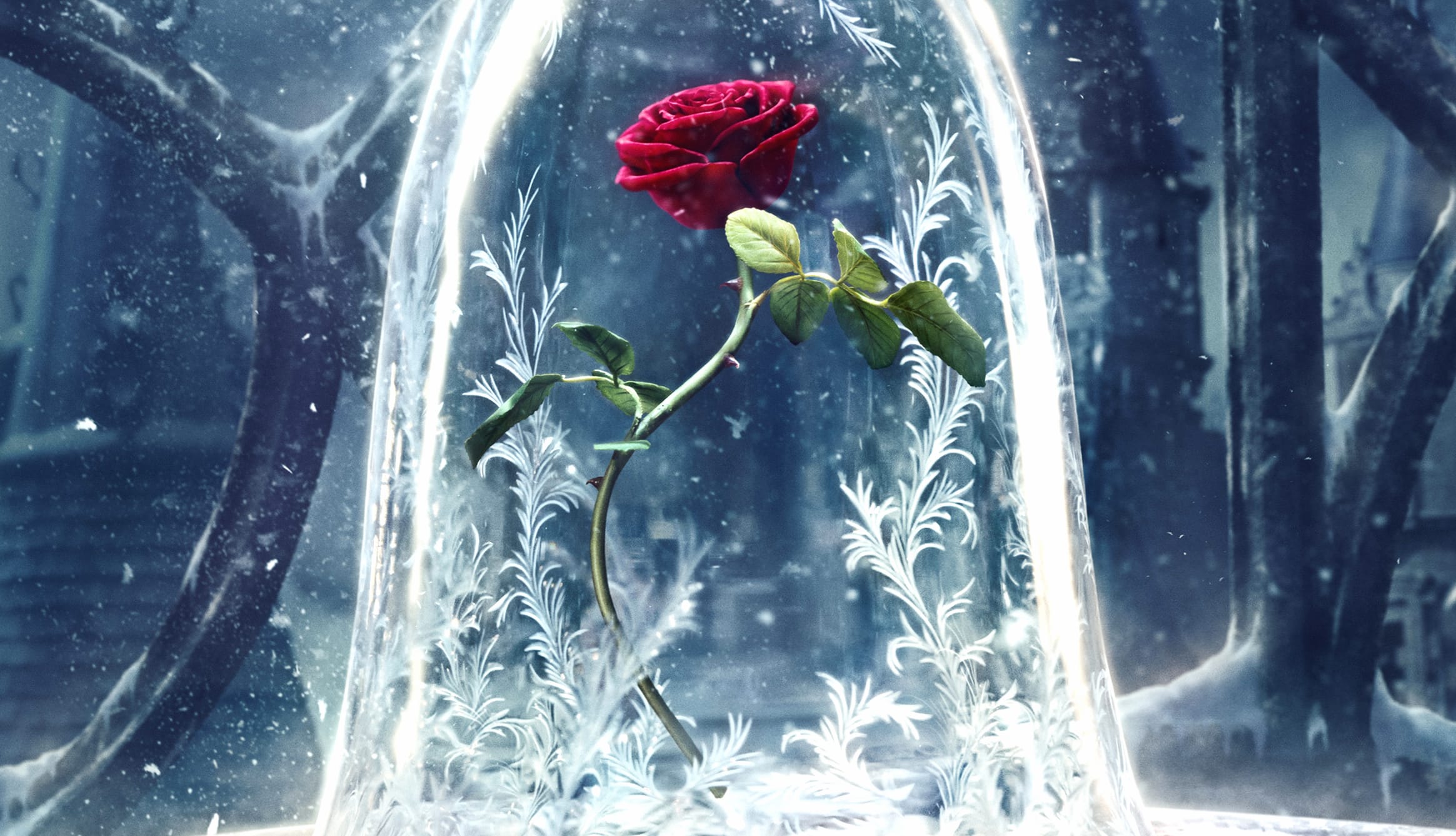 Enchanted Rose - Beauty and the Beast wallpapers HD quality