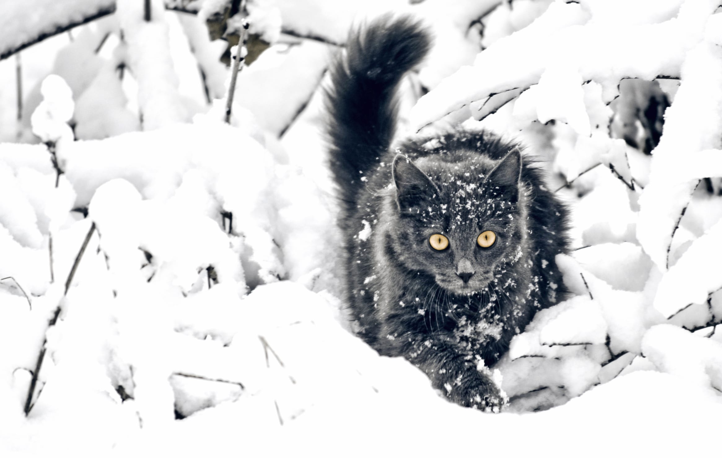 Enchanting Black Cat in Snow - at 1600 x 1200 size wallpapers HD quality