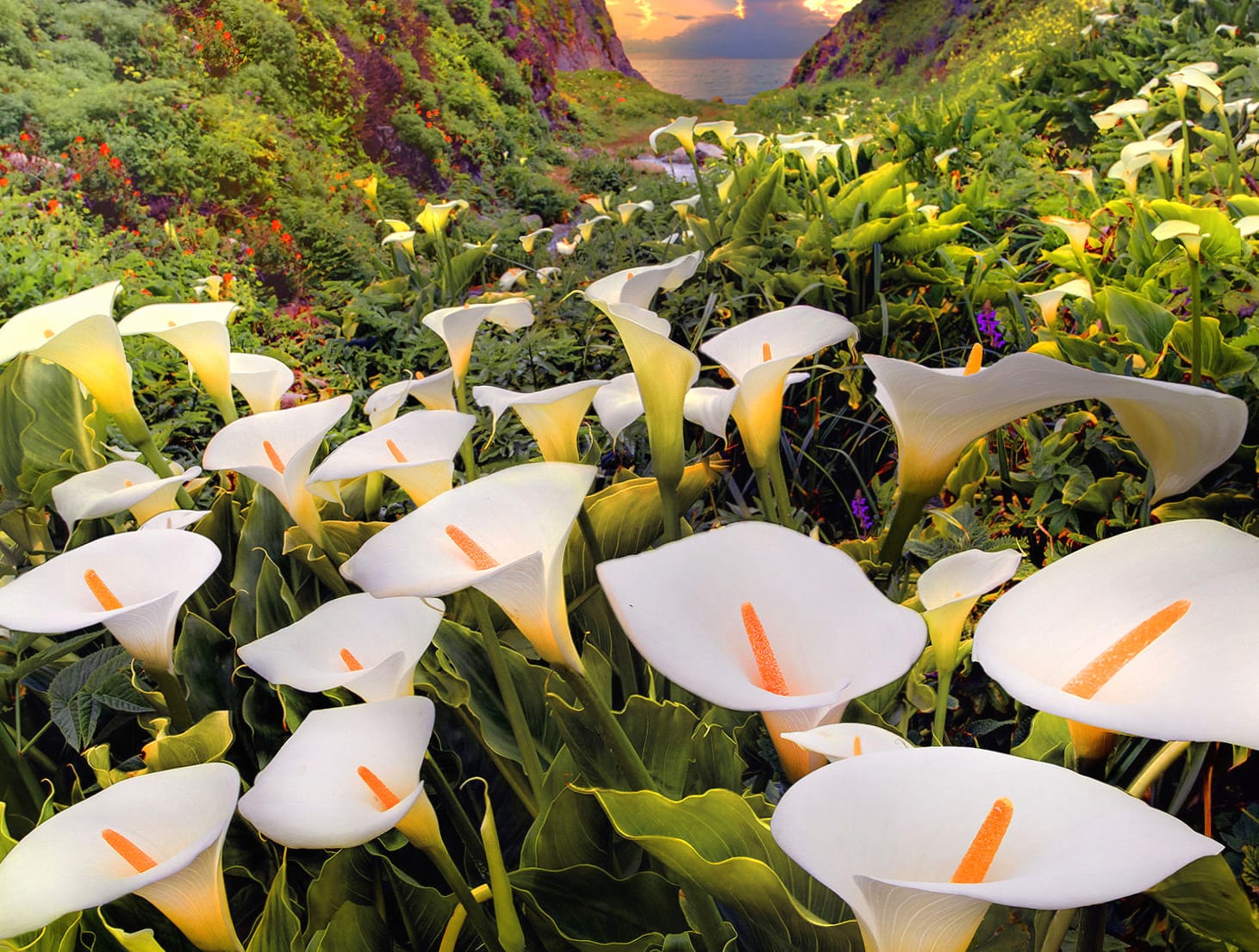 Enchanting Calla Lily Fields - at 1536 x 864 HD size wallpapers HD quality