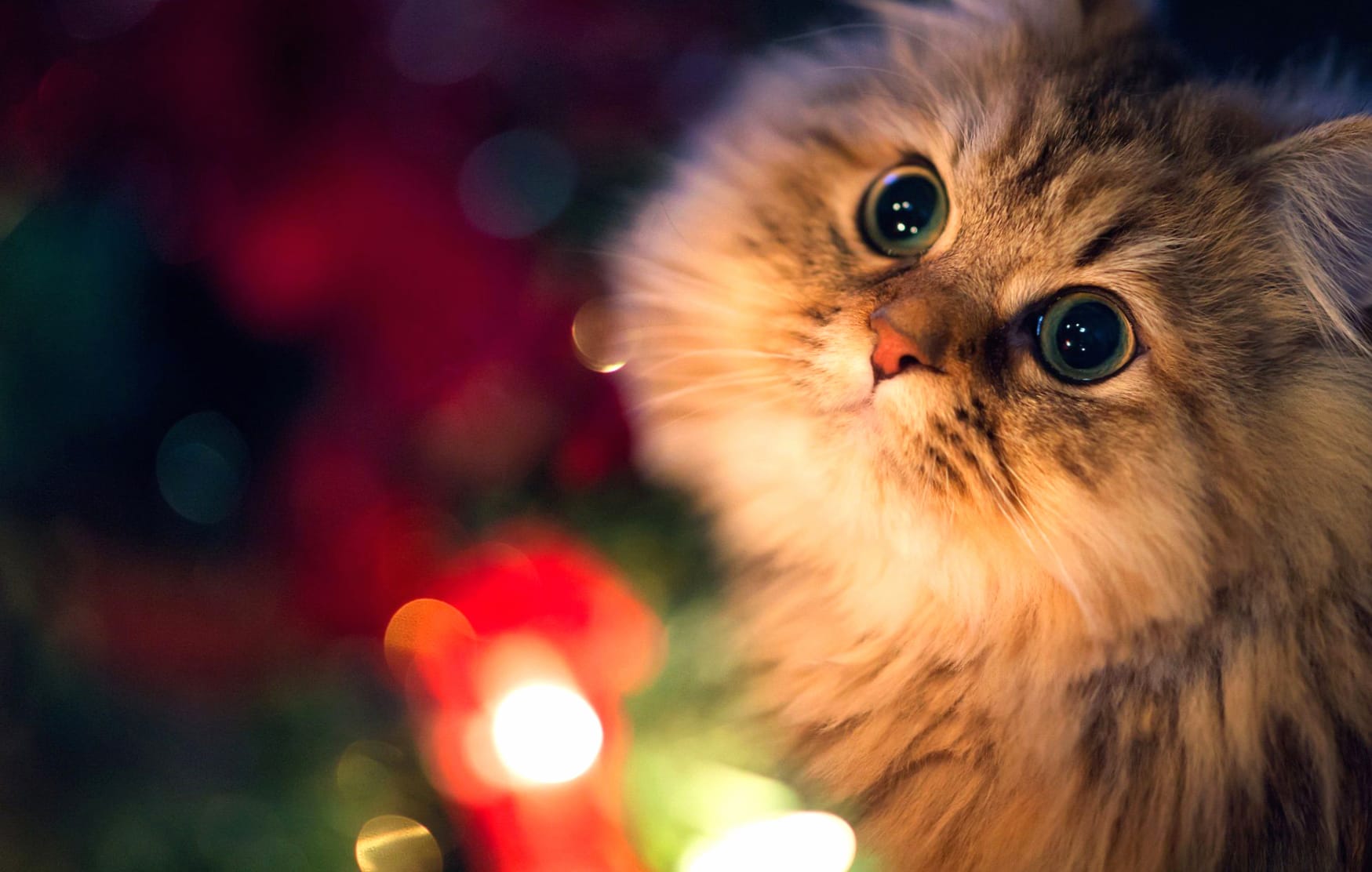 Enchanting Cat at 1024 x 1024 iPad size wallpapers HD quality