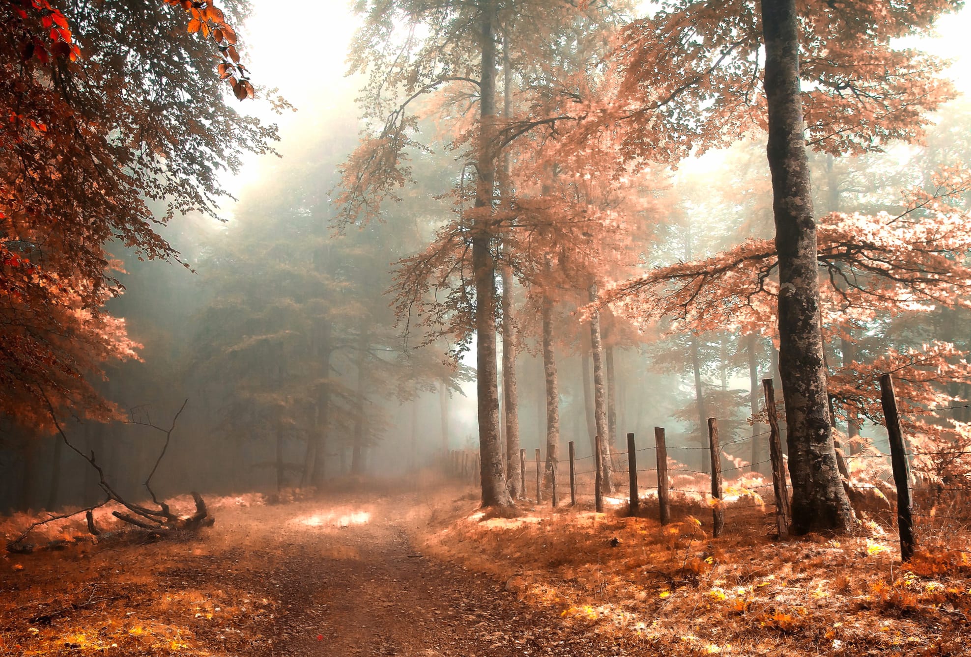 Enchanting Fall Forest Path - wallpapers HD quality