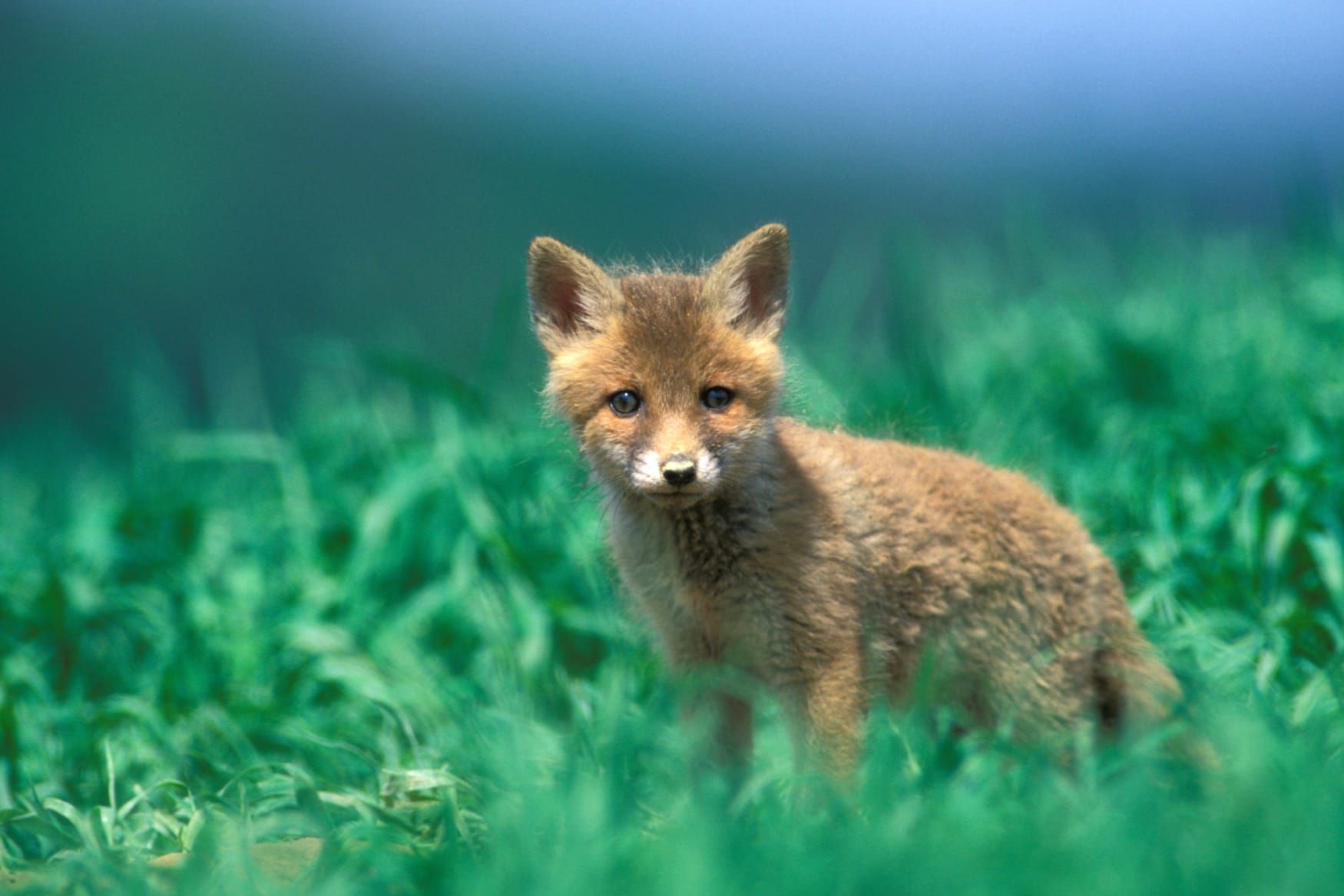 Enchanting Fox in the Green at 1024 x 1024 iPad size wallpapers HD quality