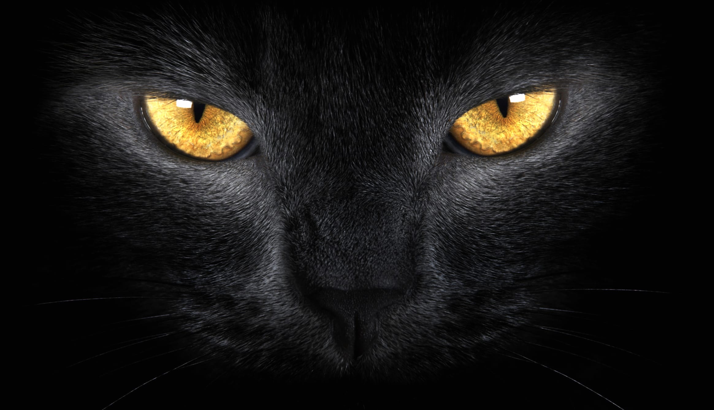 Enigmatic Cat wallpapers HD Enigmatic Cat wallpapers HD quality