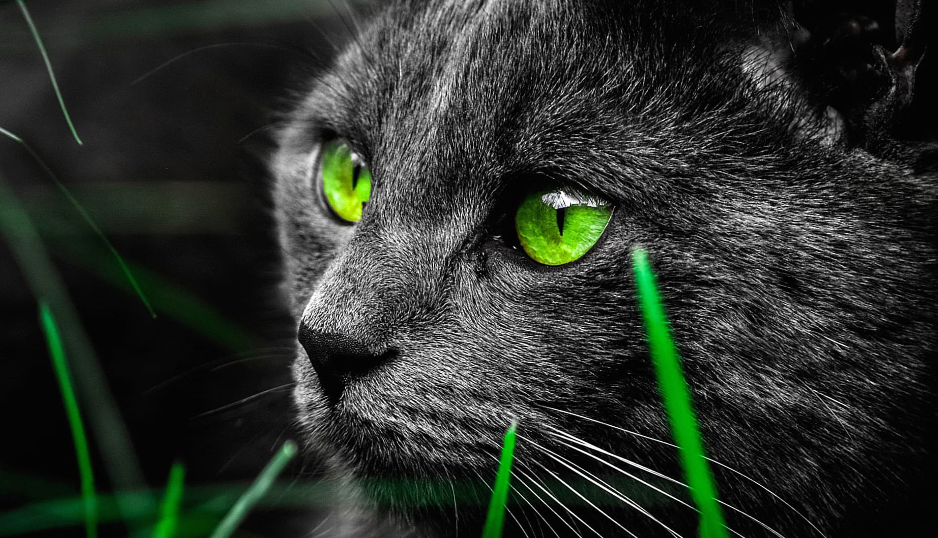 Enigmatic Green-Eyed Cat wallpapers HD quality