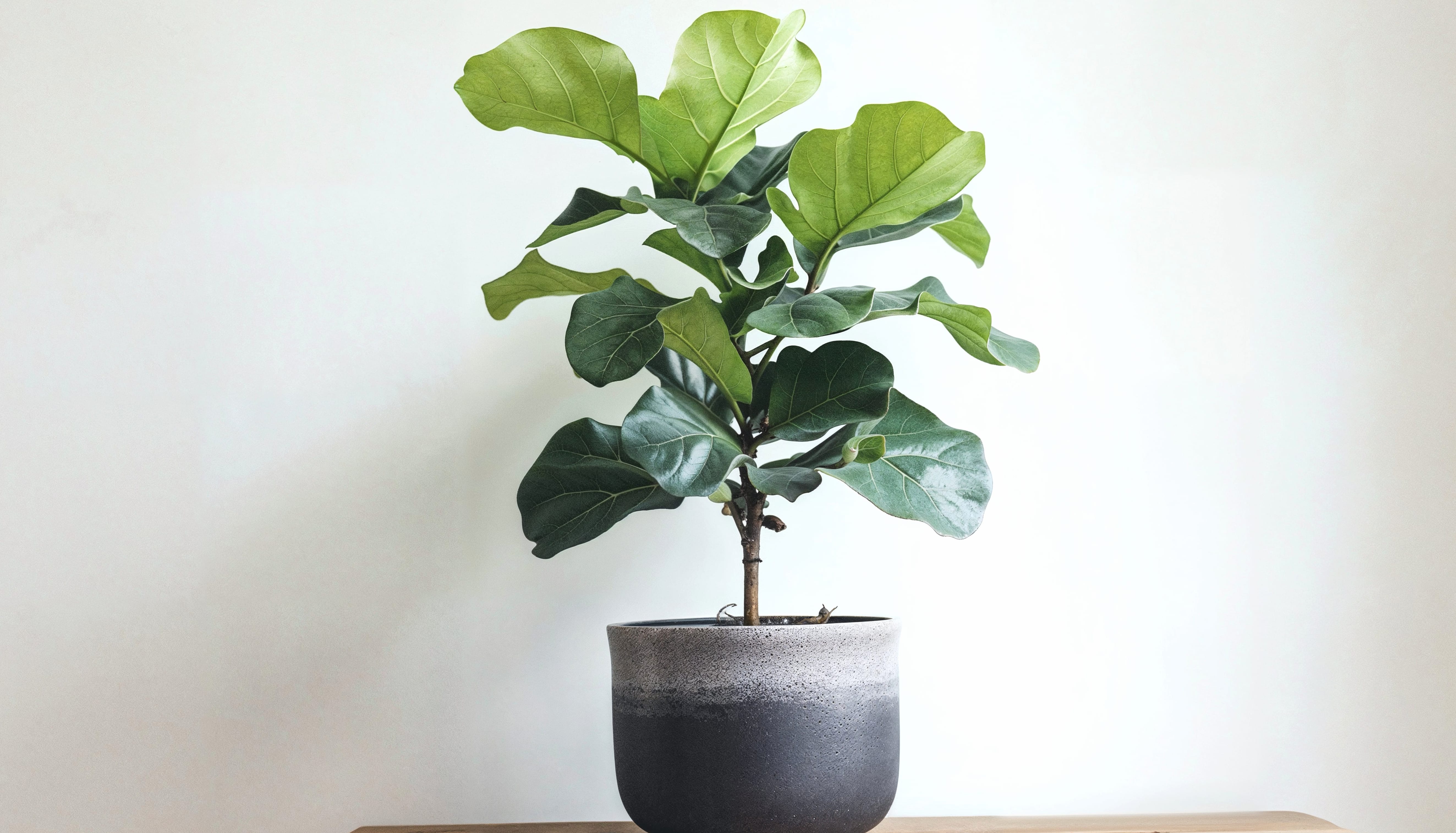 Enjoy the HD Fiddle Leaf Fig Wallpaper - Free wallpapers HD quality