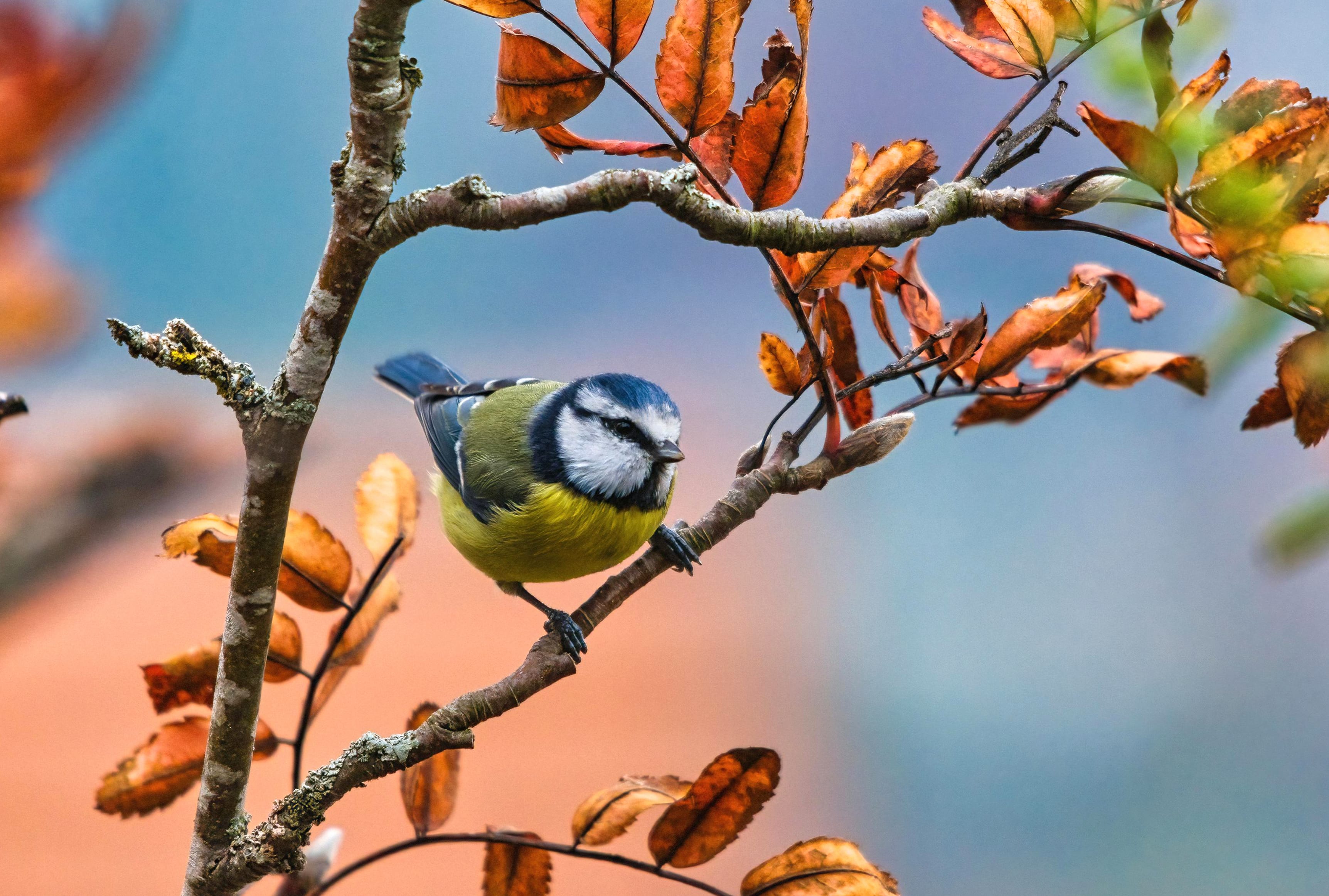 Eurasian Blue Tit Animal Titmouse wallpapers HD Eurasian Blue Tit Animal Titmouse wallpapers HD quality
