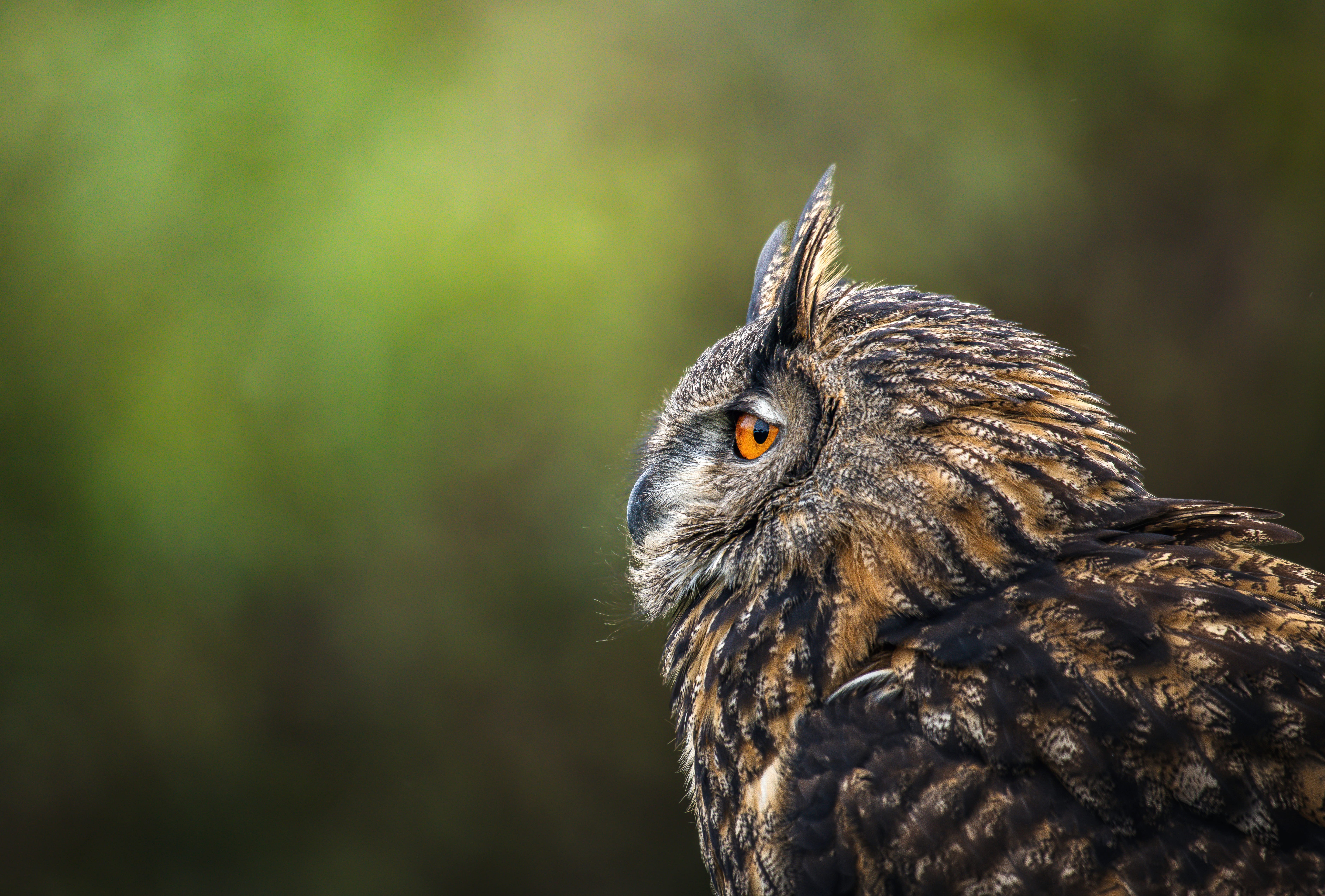 Eurasian Eagle-owl Animal Owl 8k Ultra wallpapers HD quality