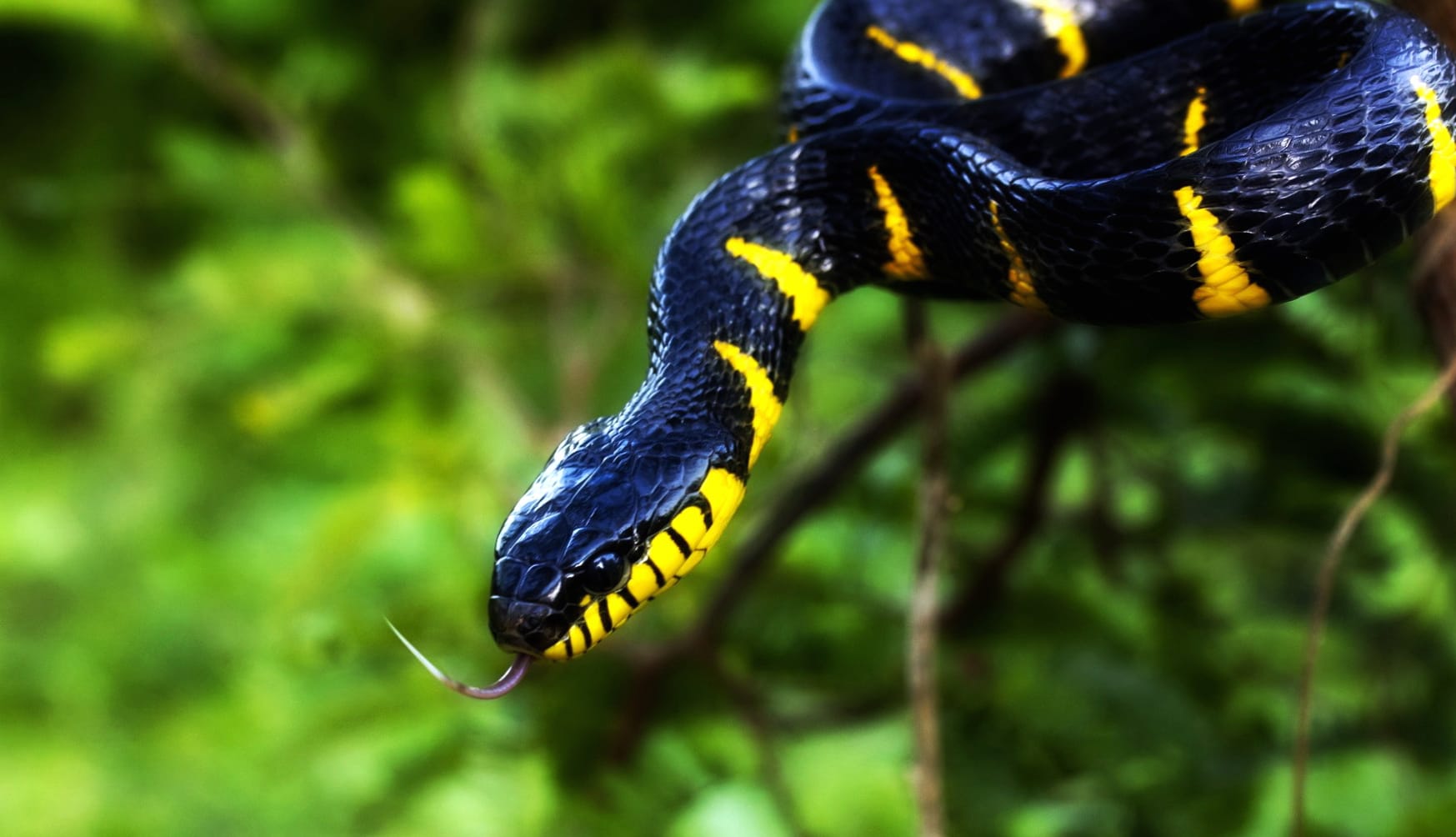 European Cat Snake wallpapers HD European Cat Snake wallpapers HD quality