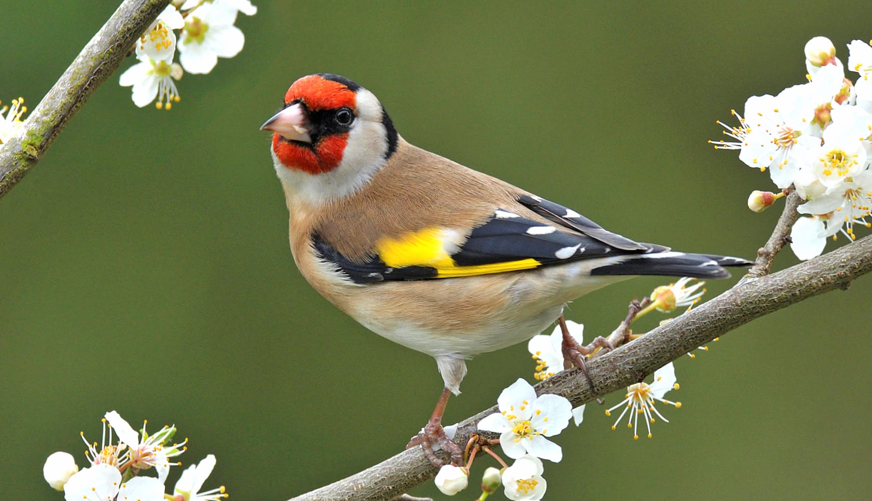 European Goldfinch Among Blossoms - at 1024 x 1024 iPad size wallpapers HD quality