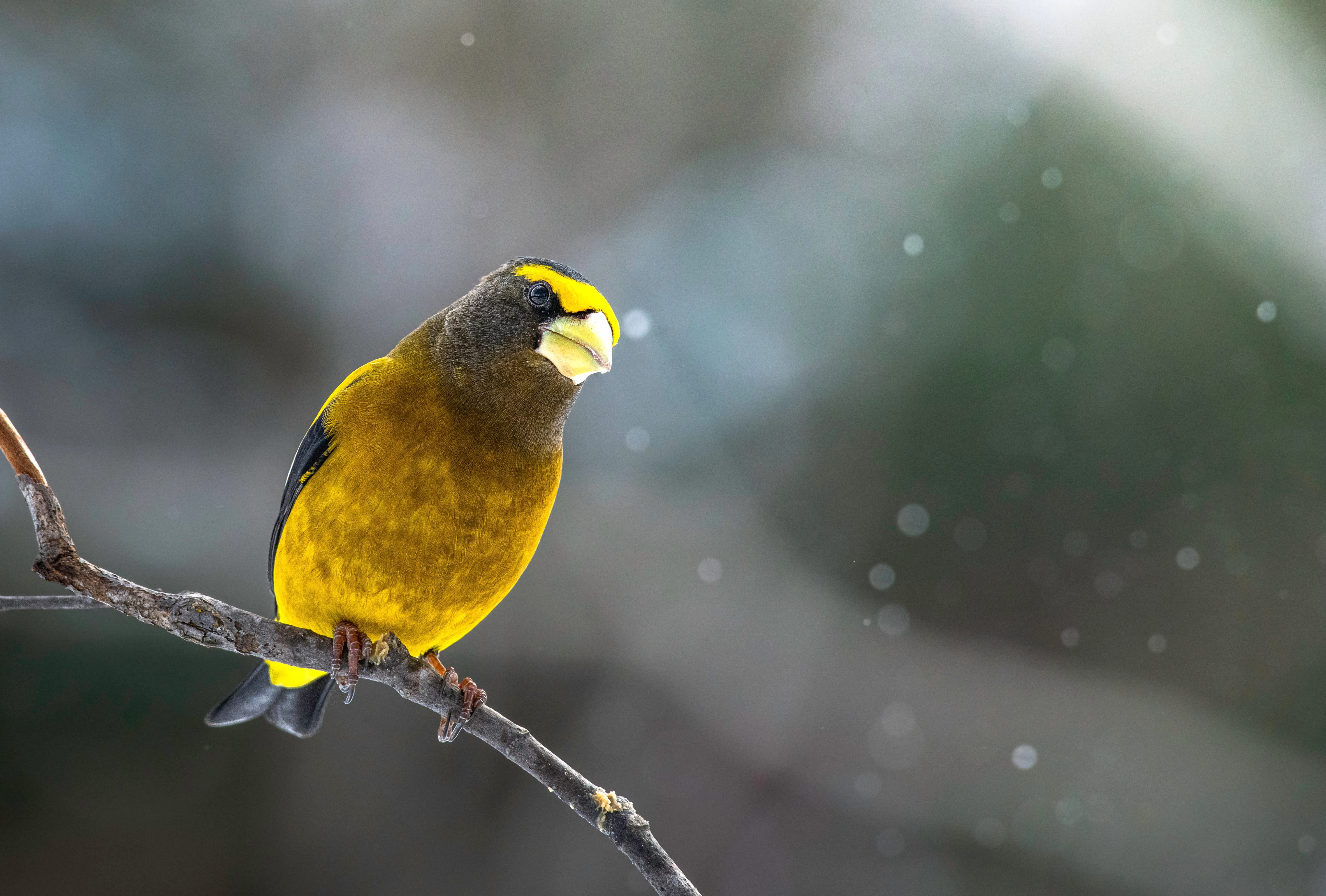 Evening Grosbeak Animal Grosbeak wallpapers HD quality