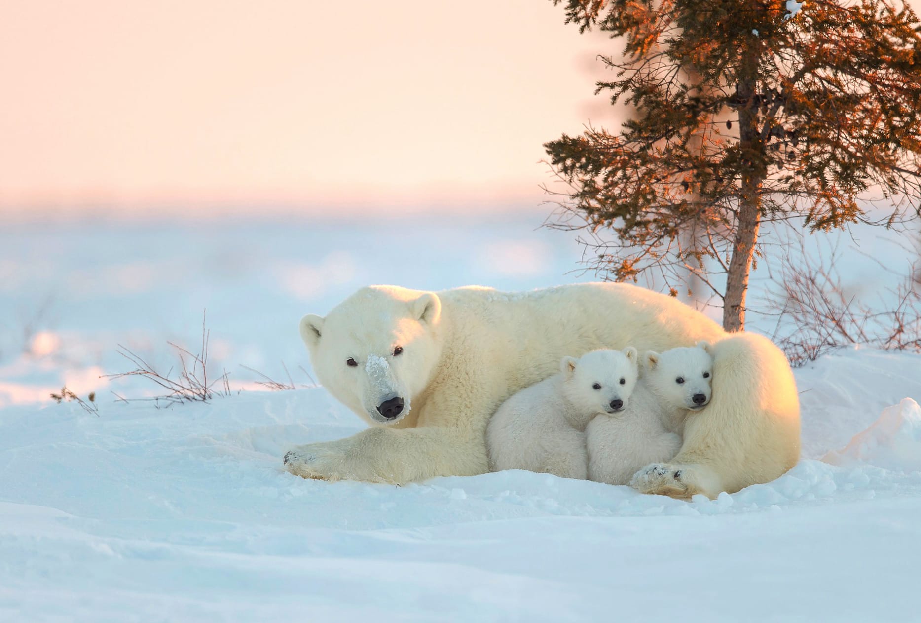 Evening Polar Bears in Snow - wallpapers HD quality