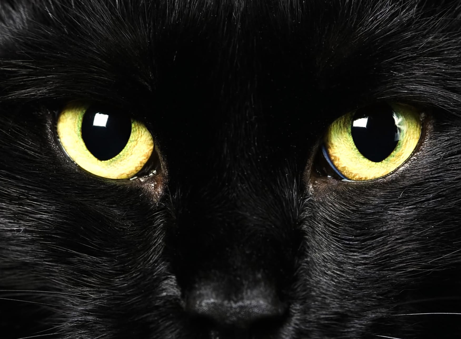 Eye Close-up Animal Cat wallpapers HD quality