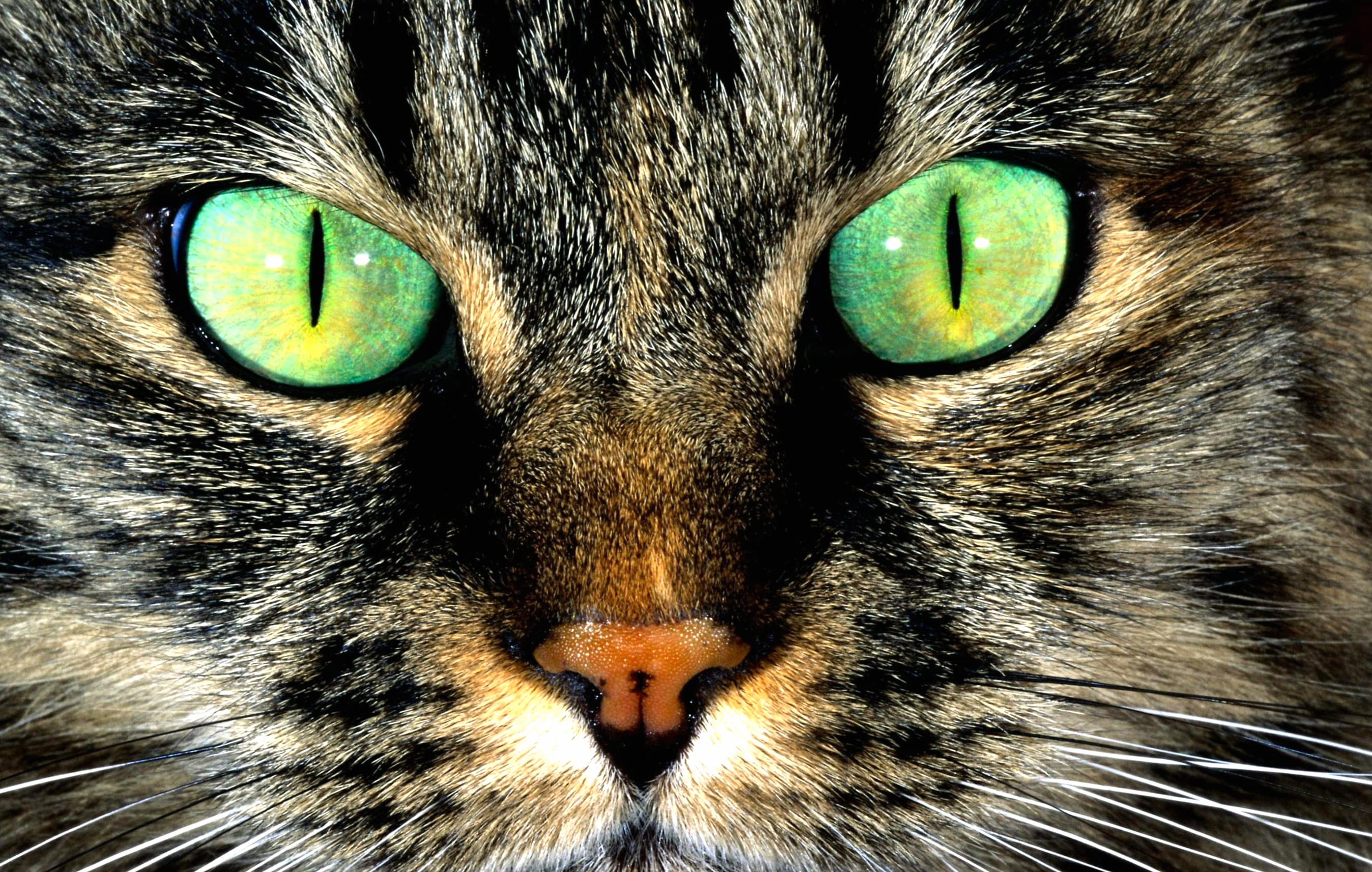 Eye Green Macro Animal Cat wallpapers HD quality