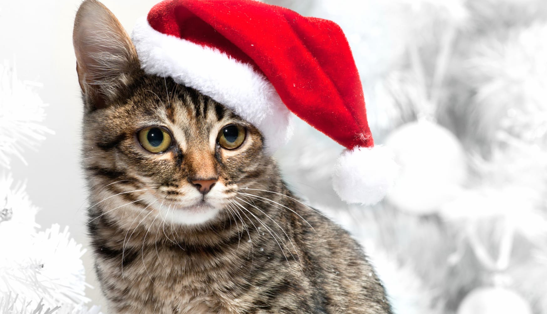 Eye Santa Hat Animal Cat at 1366 x 768 HD size wallpapers HD quality