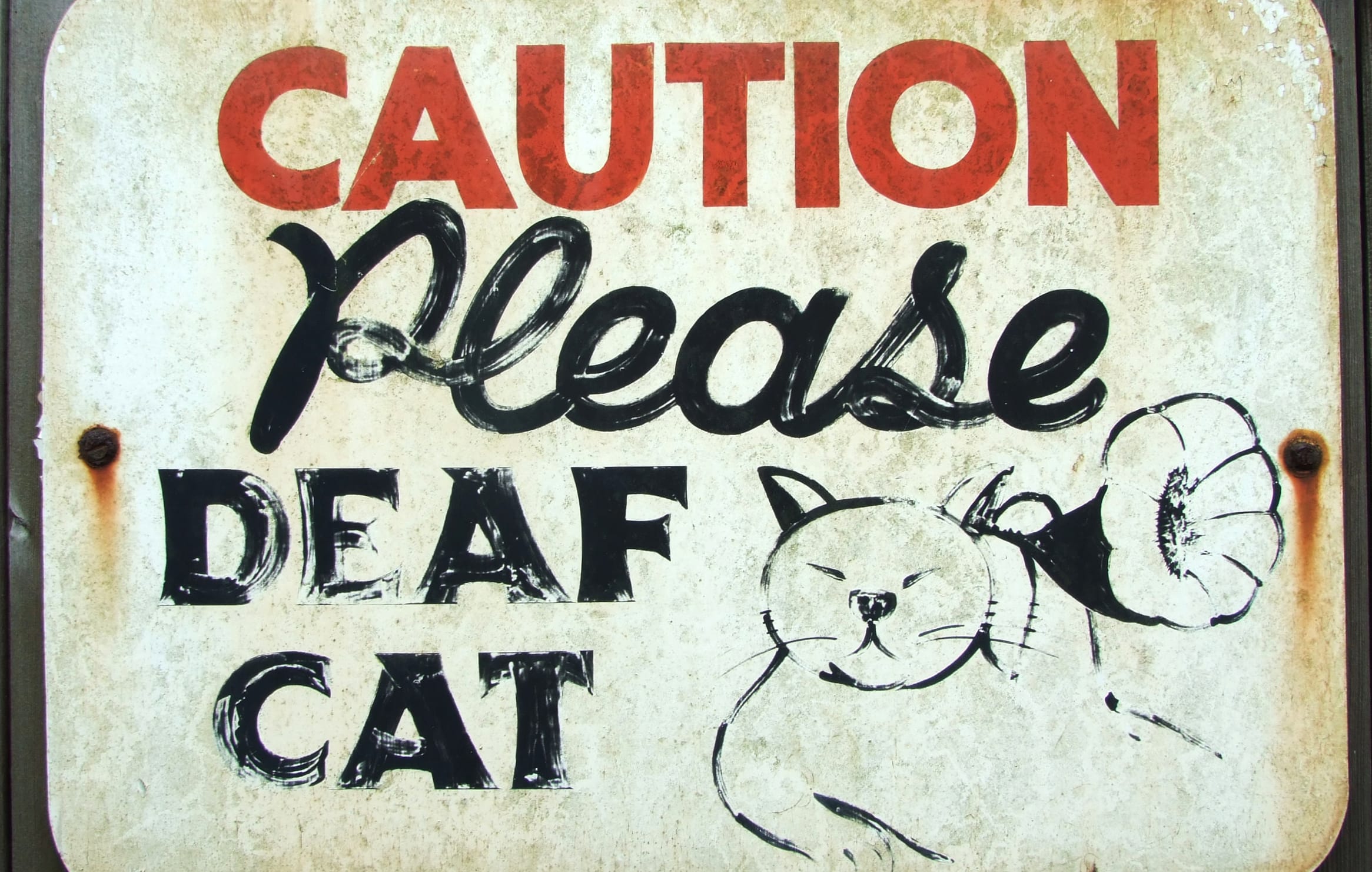 Fail Funny Cat wallpapers HD Fail Funny Cat wallpapers HD quality