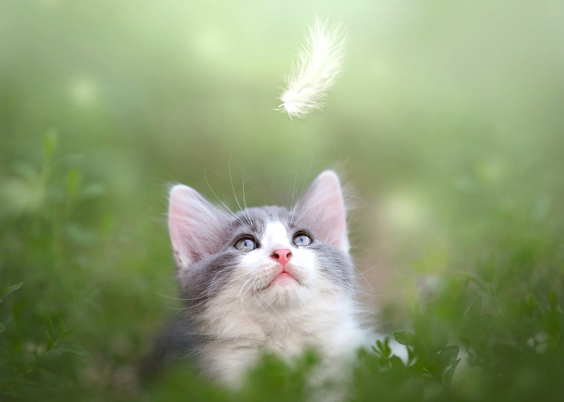 Feather Depth Of Field Animal Cat wallpapers HD quality