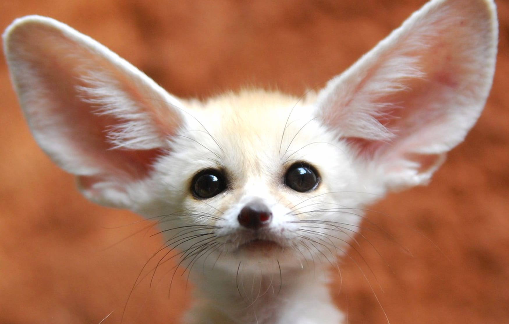 Fennec Fox Delight wallpapers HD quality