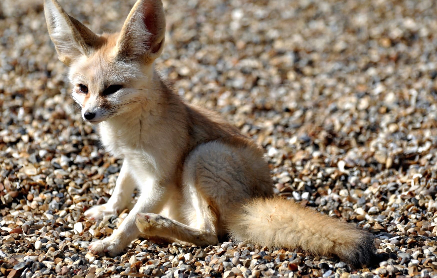 Fennec Fox Desert Watcher at 1024 x 1024 iPad size wallpapers HD quality