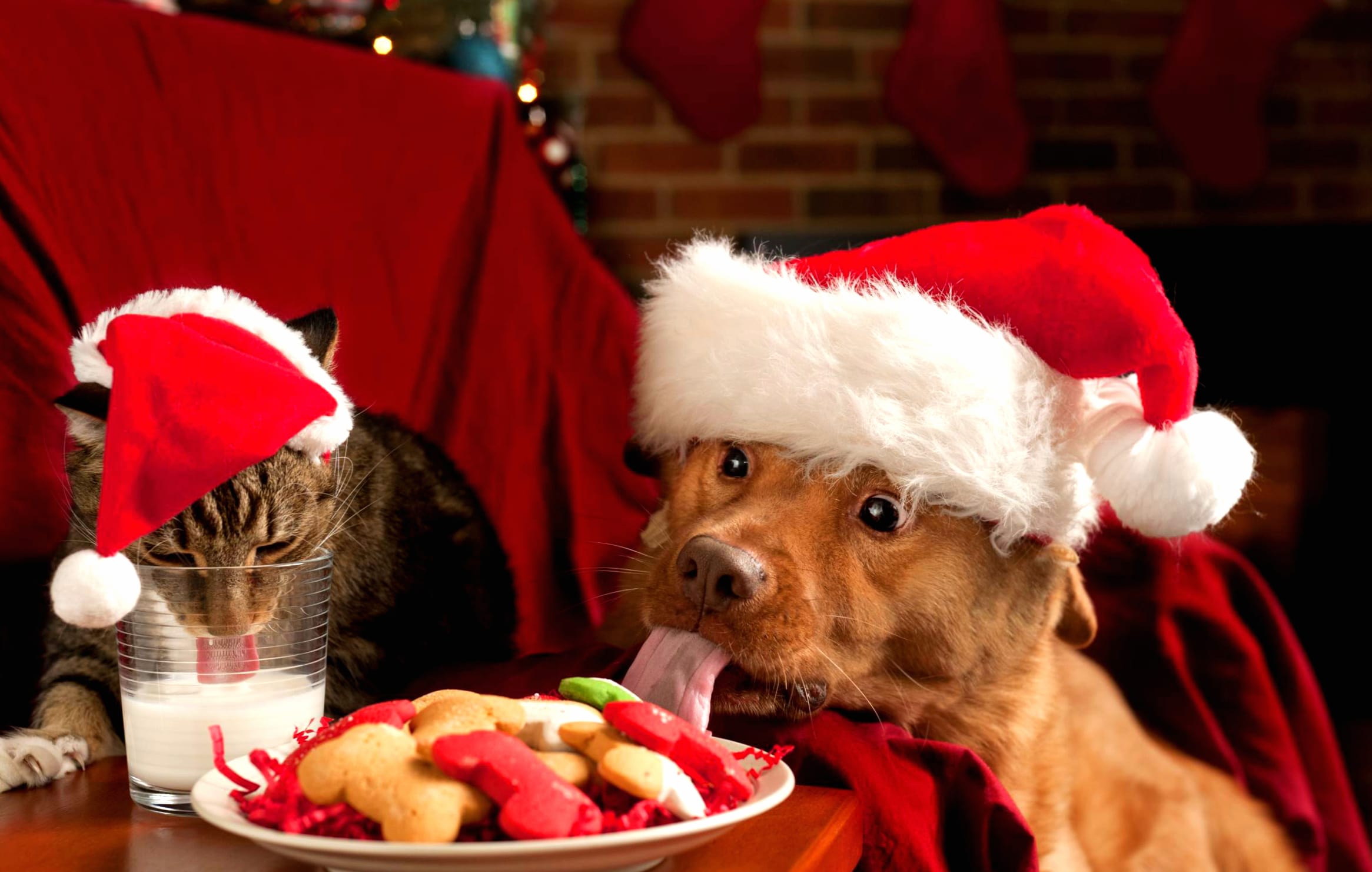 Festive Furry Friends Christmas wallpapers HD quality