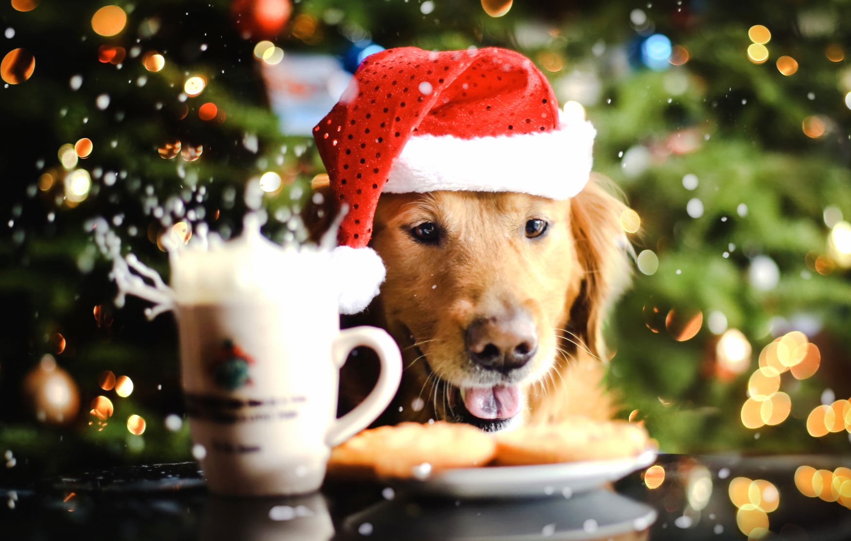 Festive Golden Retriever wallpapers HD quality